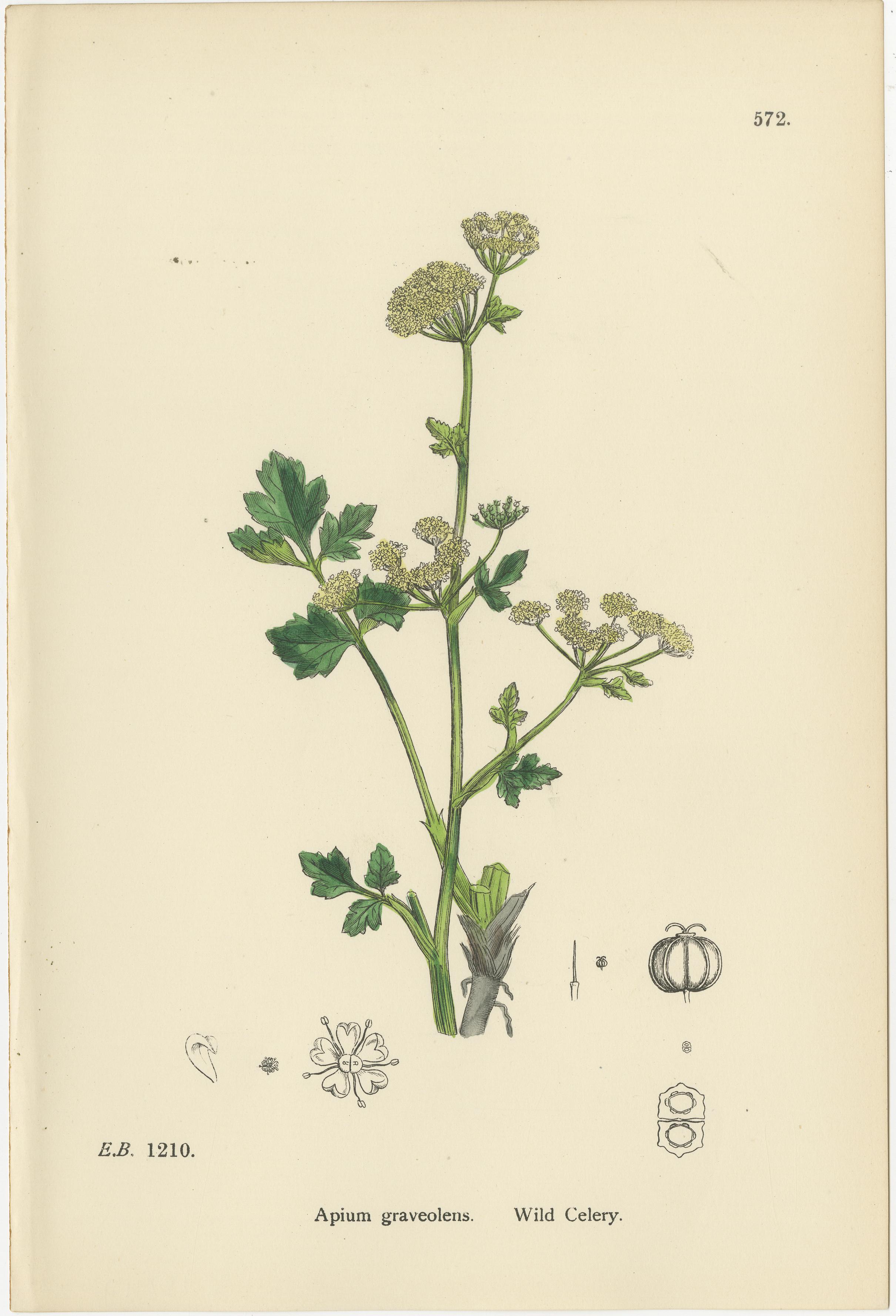 Hand-Colored Botanical Engravings of Wild Celery and Water-Parsnip Varieties, 1902

This refined trio of hand-colored botanical engravings from 1902 beautifully depicts three members of the Apiaceae family — Apium graveolens (Wild Celery),