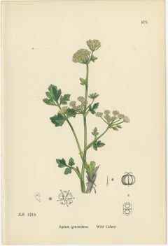Hand-Colored Botanical Engravings of Wild Celery & Water-Parsnip Varieties, 1902