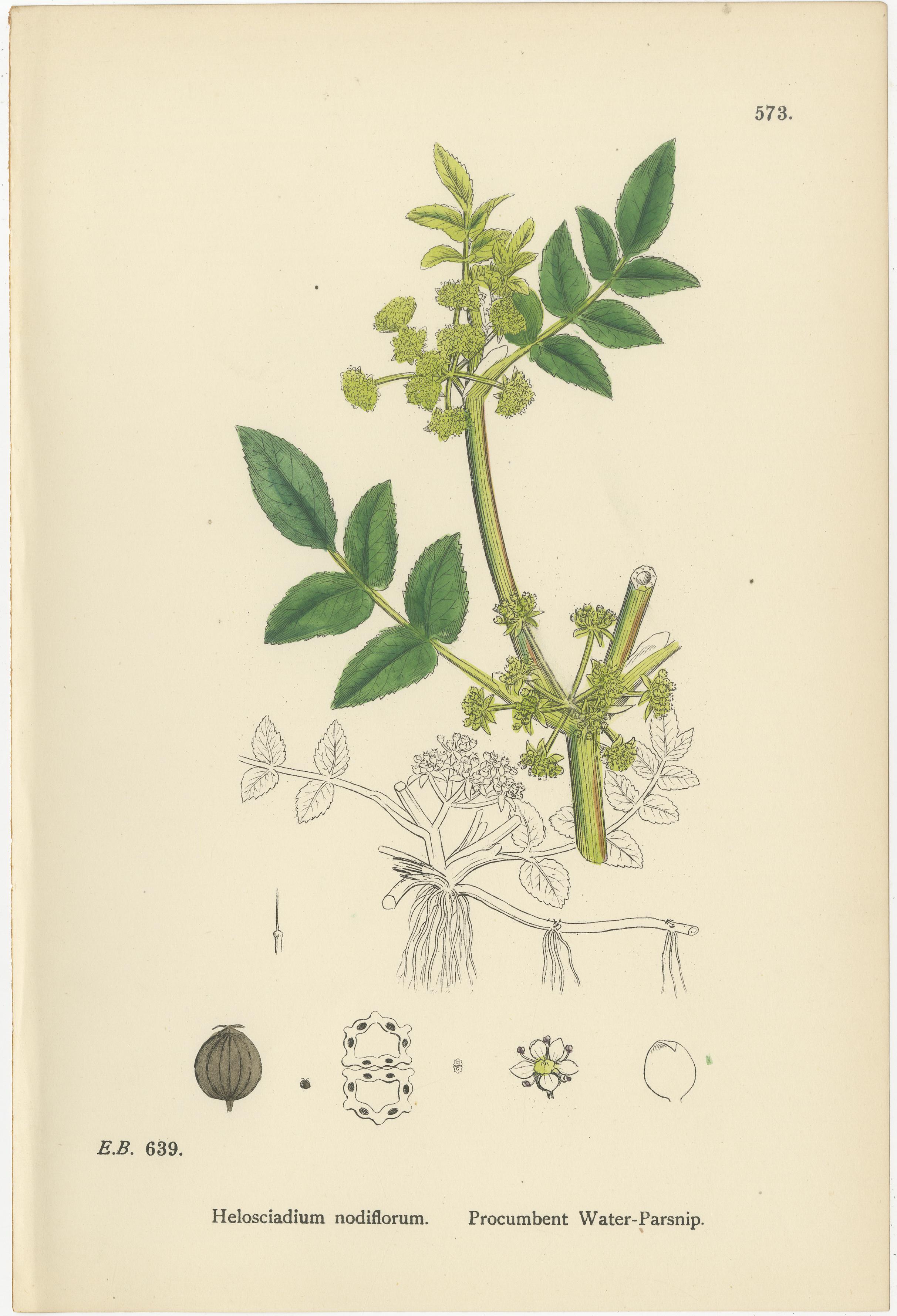 British Hand-Colored Botanical Engravings of Wild Celery & Water-Parsnip Varieties, 1902 For Sale