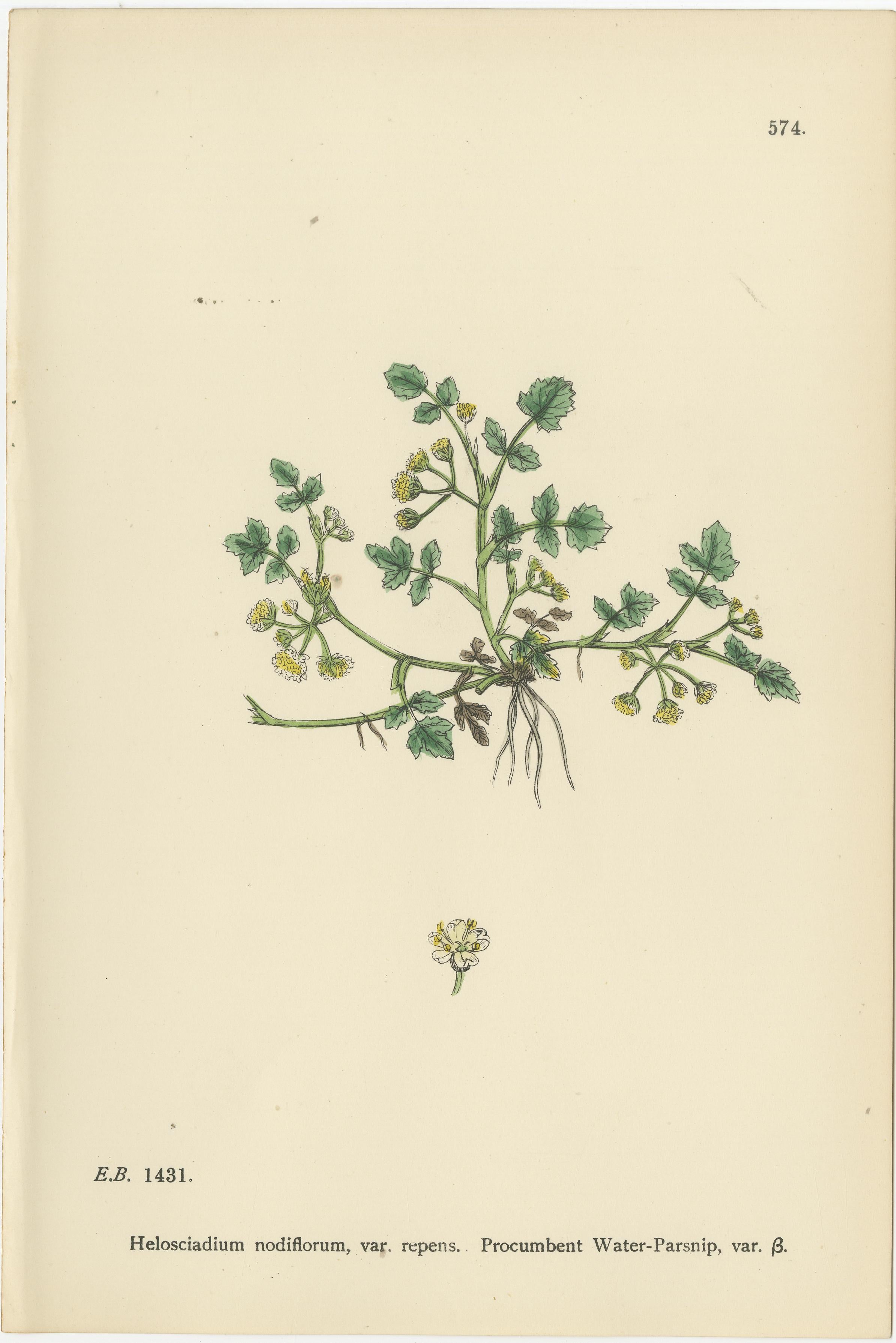 Hand-Colored Botanical Engravings of Wild Celery & Water-Parsnip Varieties, 1902 In Good Condition For Sale In Langweer, NL