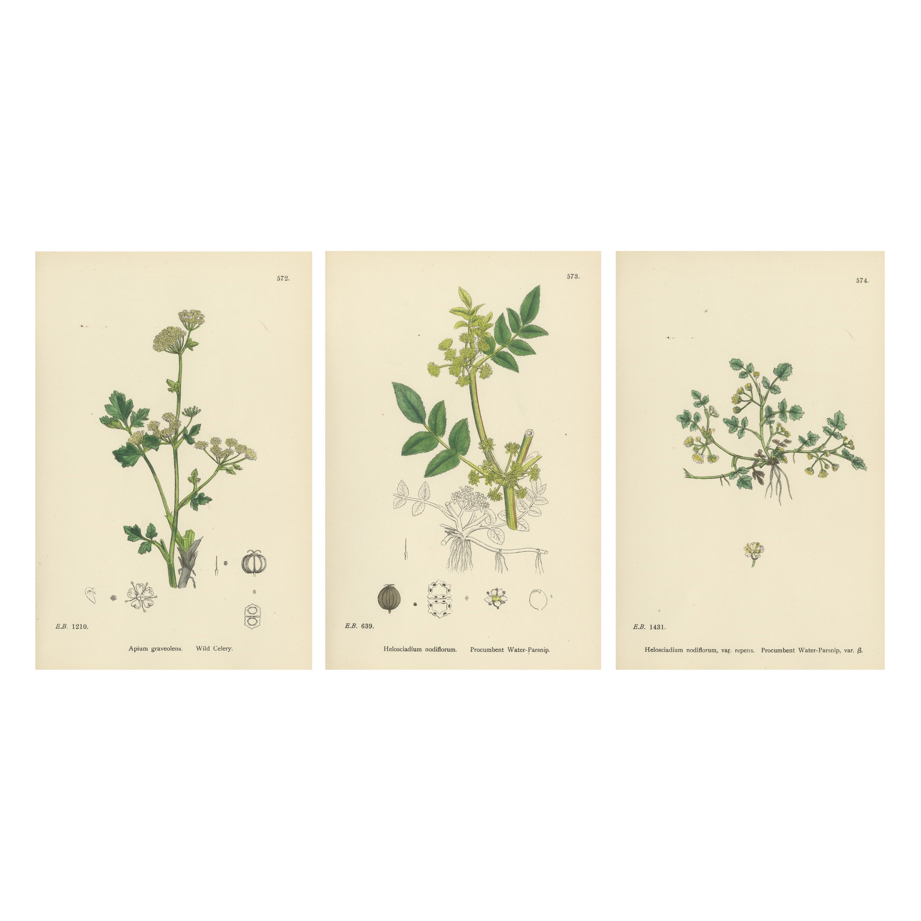 Hand-Colored Botanical Engravings of Wild Celery & Water-Parsnip Varieties, 1902 For Sale