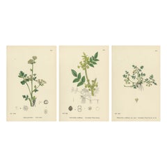 Gravures botaniques colorées à la main de variétés de céleri sauvage et de panais, 1902