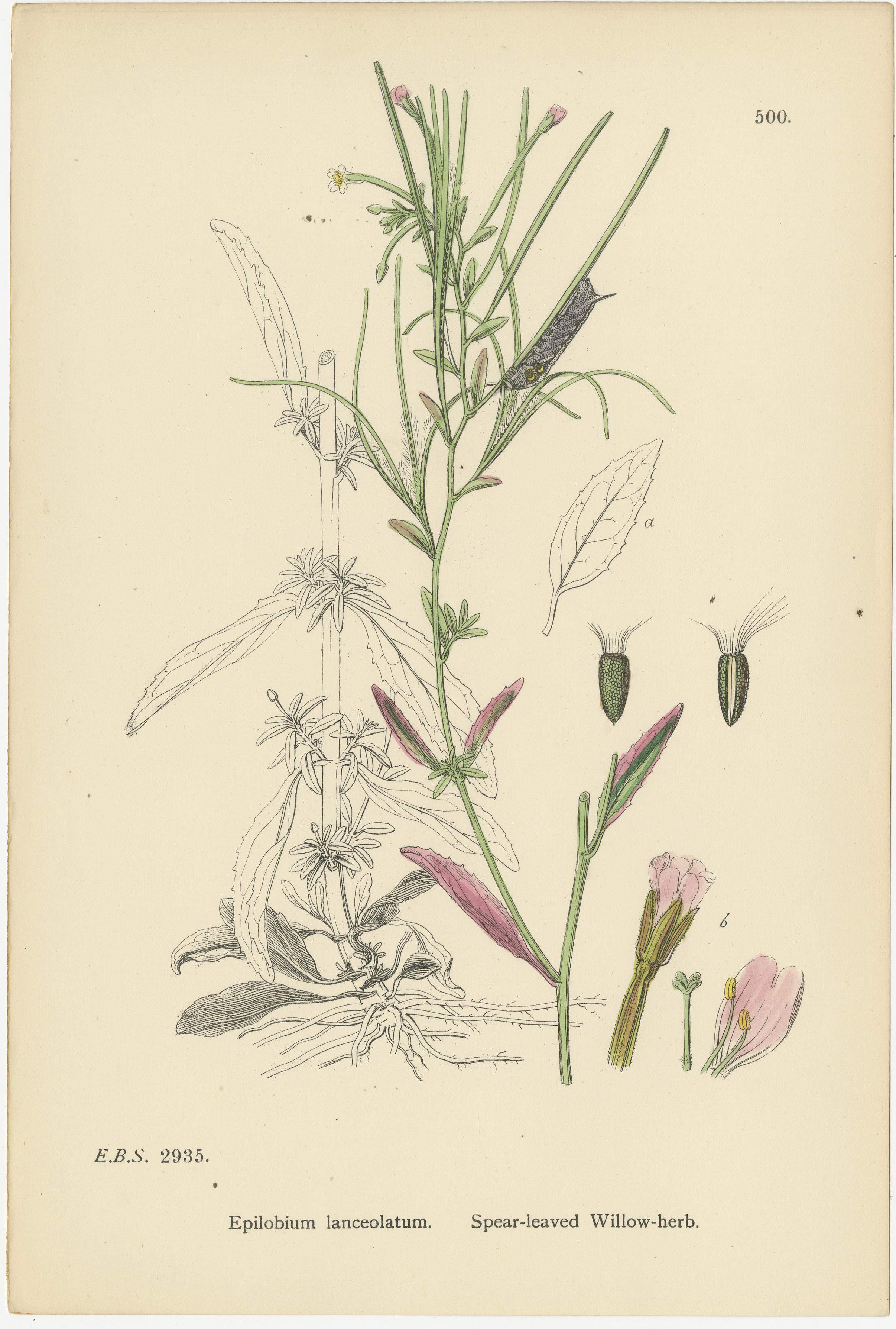 Titel: Handkolorierte botanische Stiche von Weidenkräuter-Sorten, 1902

Beschreibung:
Dieses elegante Trio handkolorierter botanischer Stiche aus dem Jahr 1902 zeigt drei verwandte Arten der Familie der Weidenröschen (Epilobium) und veranschaulicht