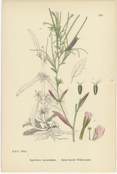 Hand-Colored Botanical Engravings of Willow-Herb Varieties, 1902