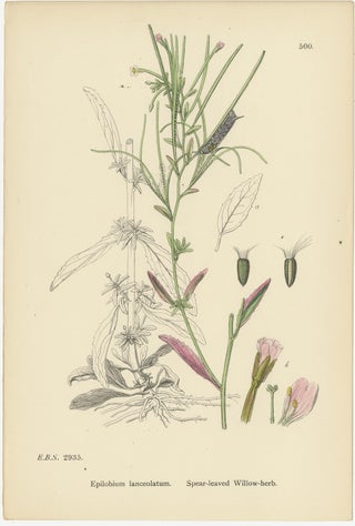 Hand-Colored Botanical Engravings of Willow-Herb Varieties, 1902, view 2
