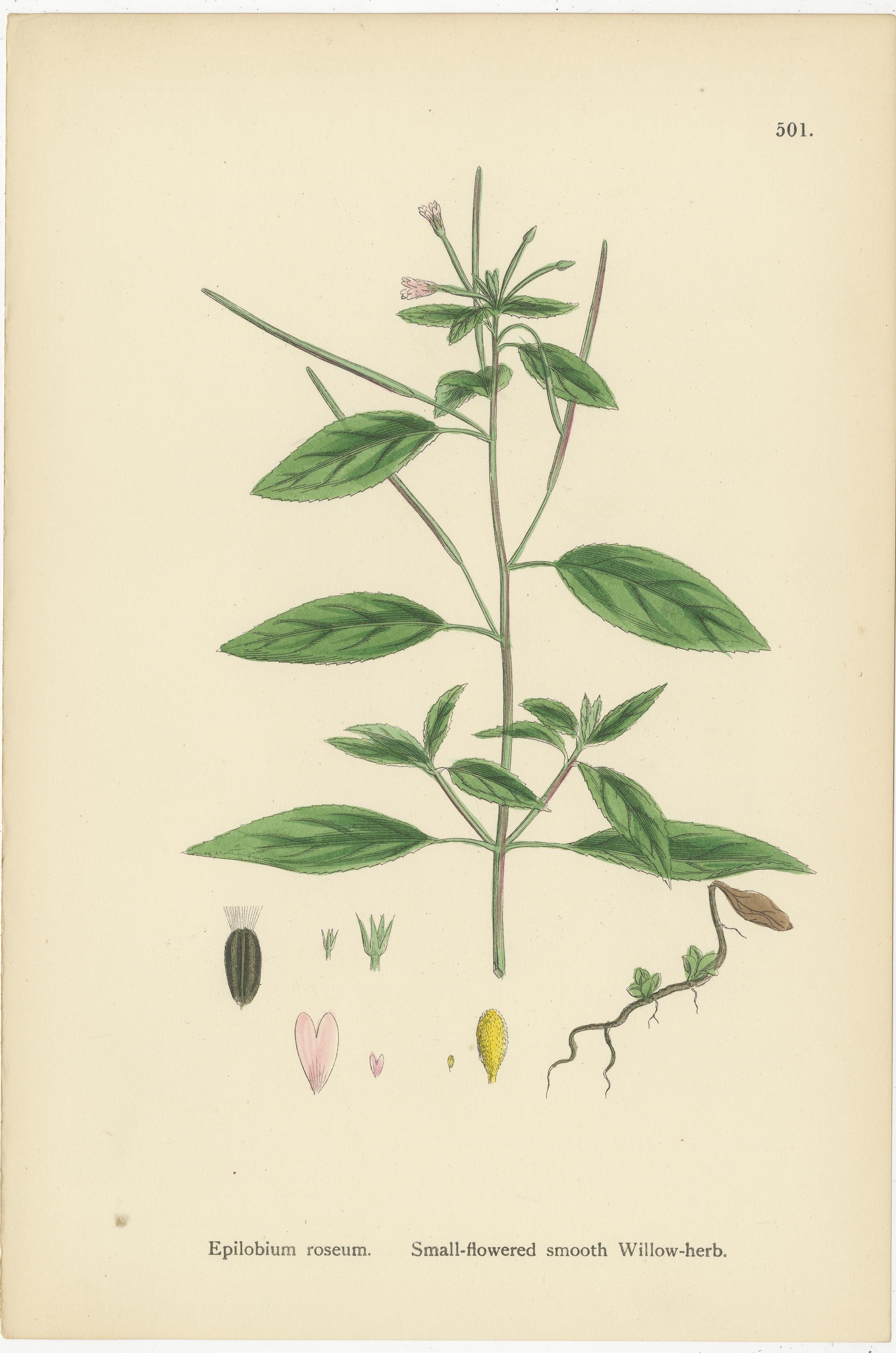 Handkolorierte botanische Stiche von Weidenkräuter-Sorten, 1902 (Britisch) im Angebot