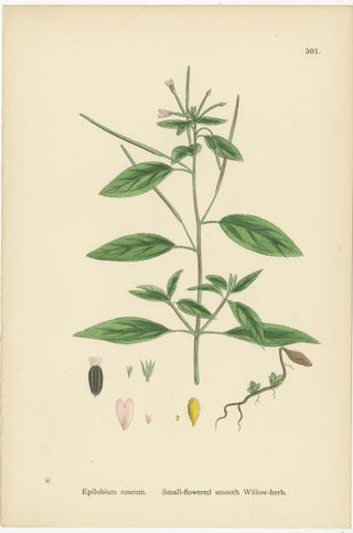 Hand-Colored Botanical Engravings of Willow-Herb Varieties, 1902, view 3