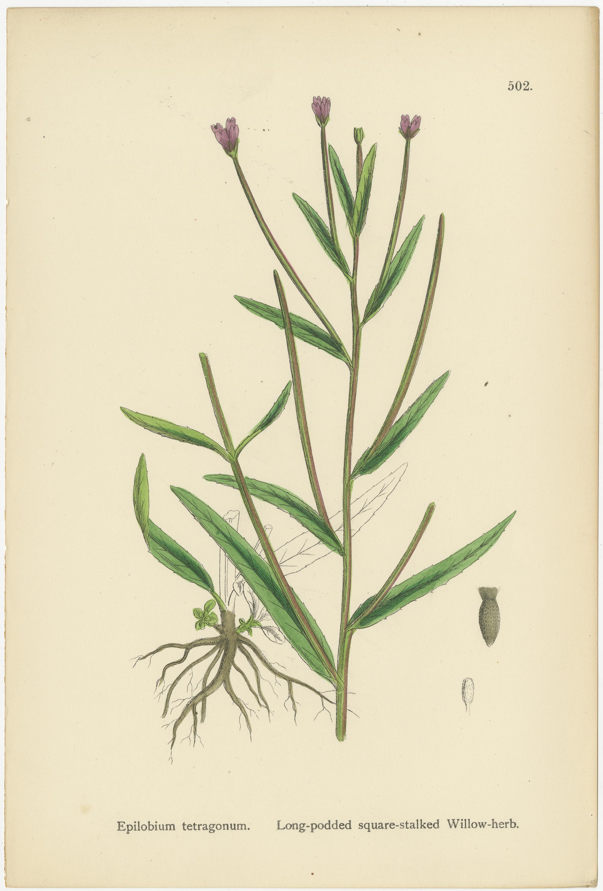 Handkolorierte botanische Stiche von Weidenkräuter-Sorten, 1902 im Zustand „Gut“ im Angebot in Langweer, NL