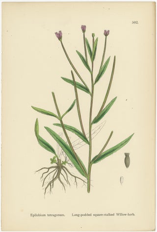 Hand-Colored Botanical Engravings of Willow-Herb Varieties, 1902, view 4