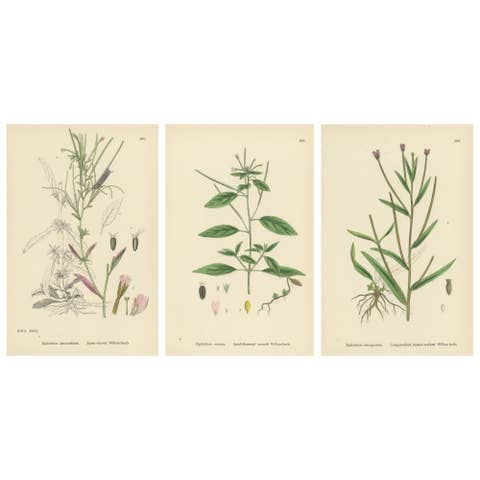 Hand-Colored Botanical Engravings of Willow-Herb Varieties, 1902