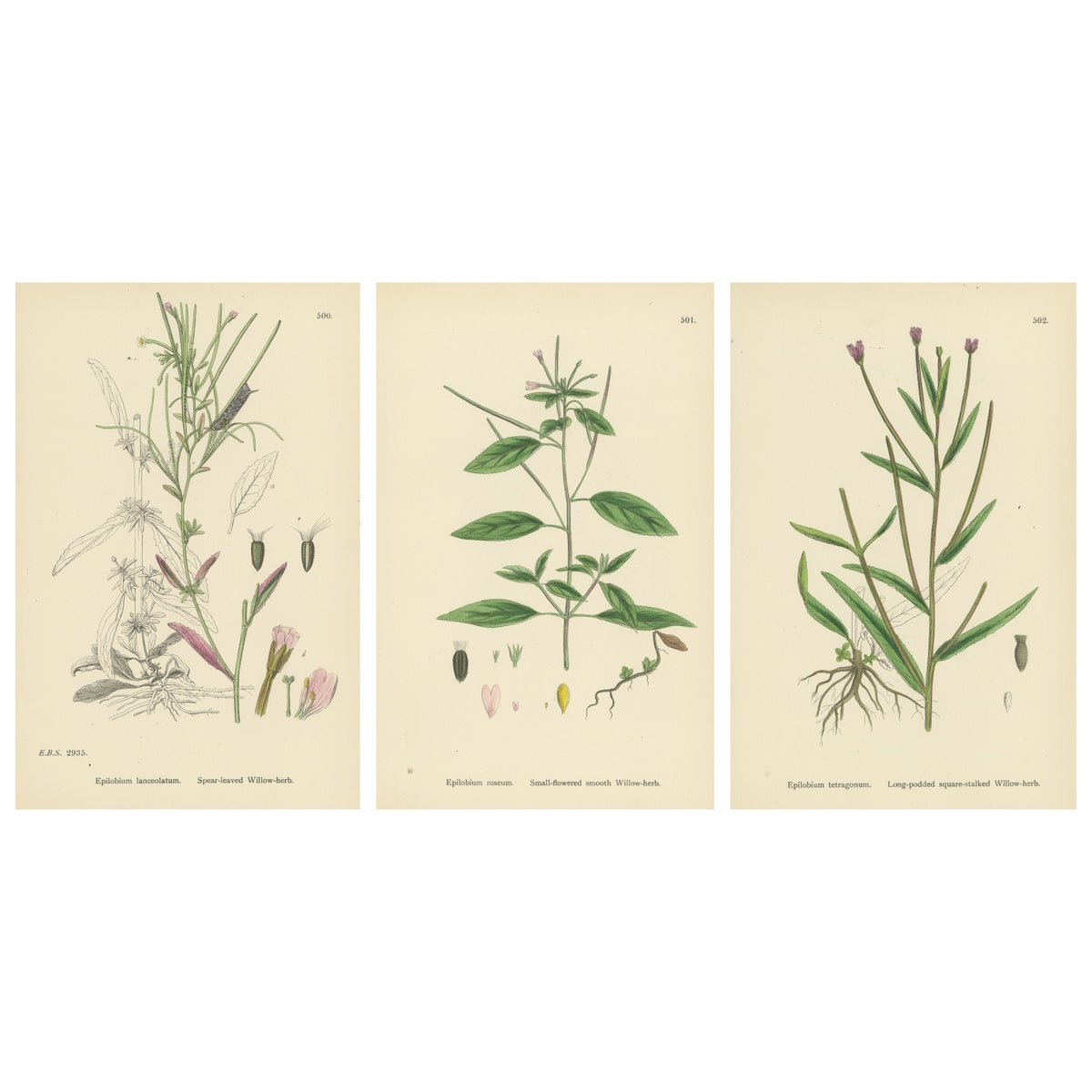 Hand-Colored Botanical Engravings of Willow-Herb Varieties, 1902