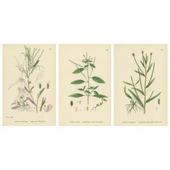 Hand-Colored Botanical Engravings of Willow-Herb Varieties, 1902