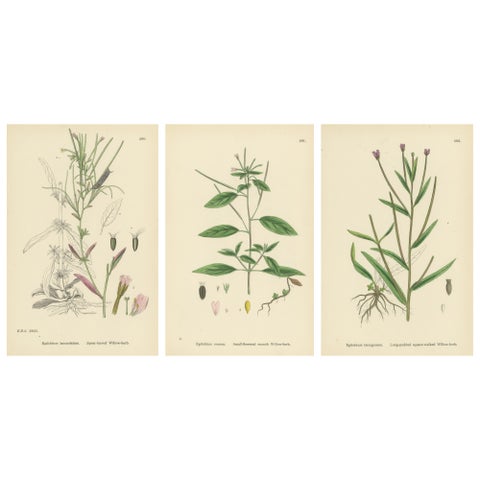 Hand-Colored Botanical Engravings of Willow-Herb Varieties, 1902