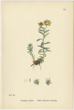 Hand-Colored Botanical Engravings of Yellow and Alpine Saxifrages, 1902