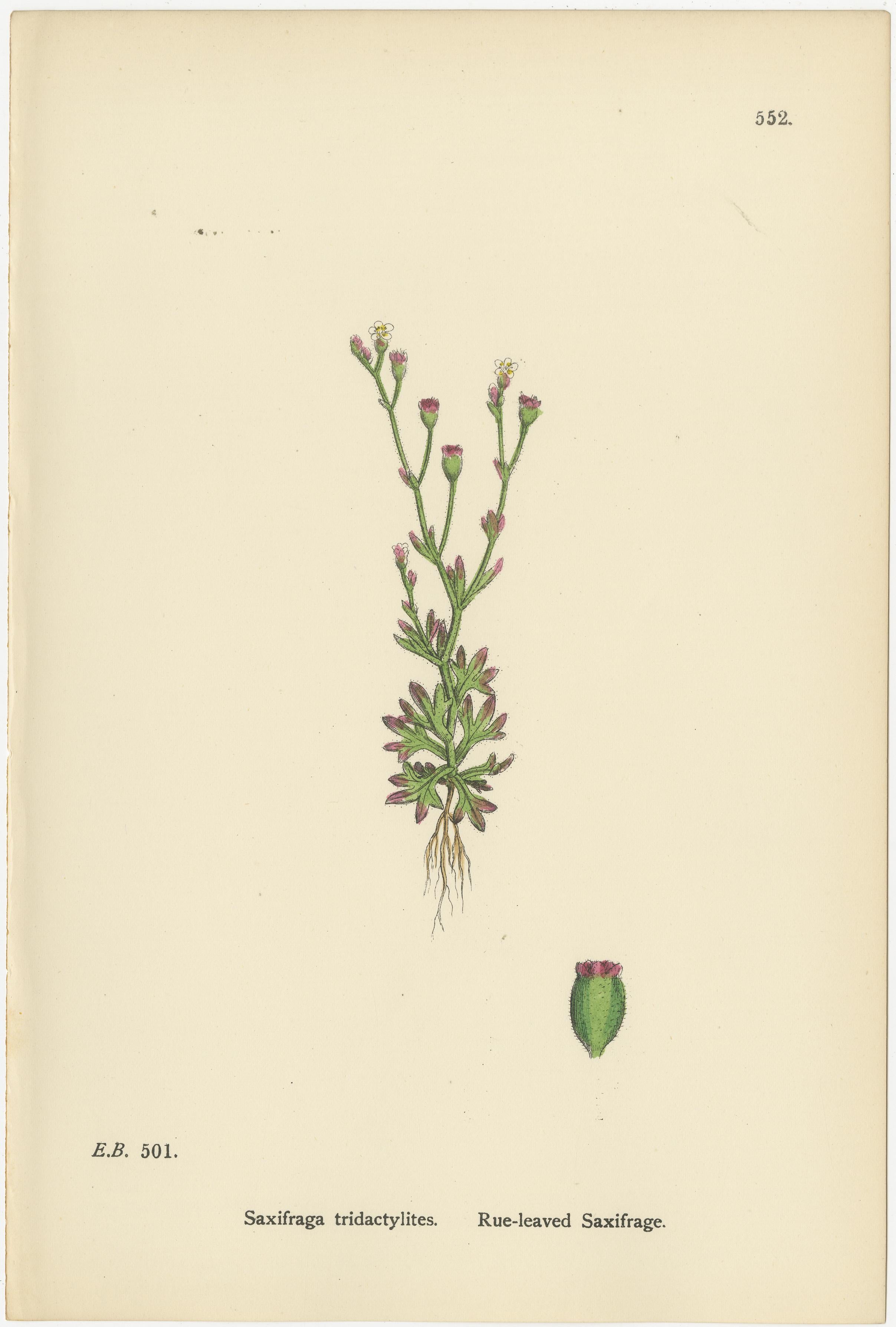 Hand-Colored Botanical Engravings of Yellow and Alpine Saxifrages, 1902