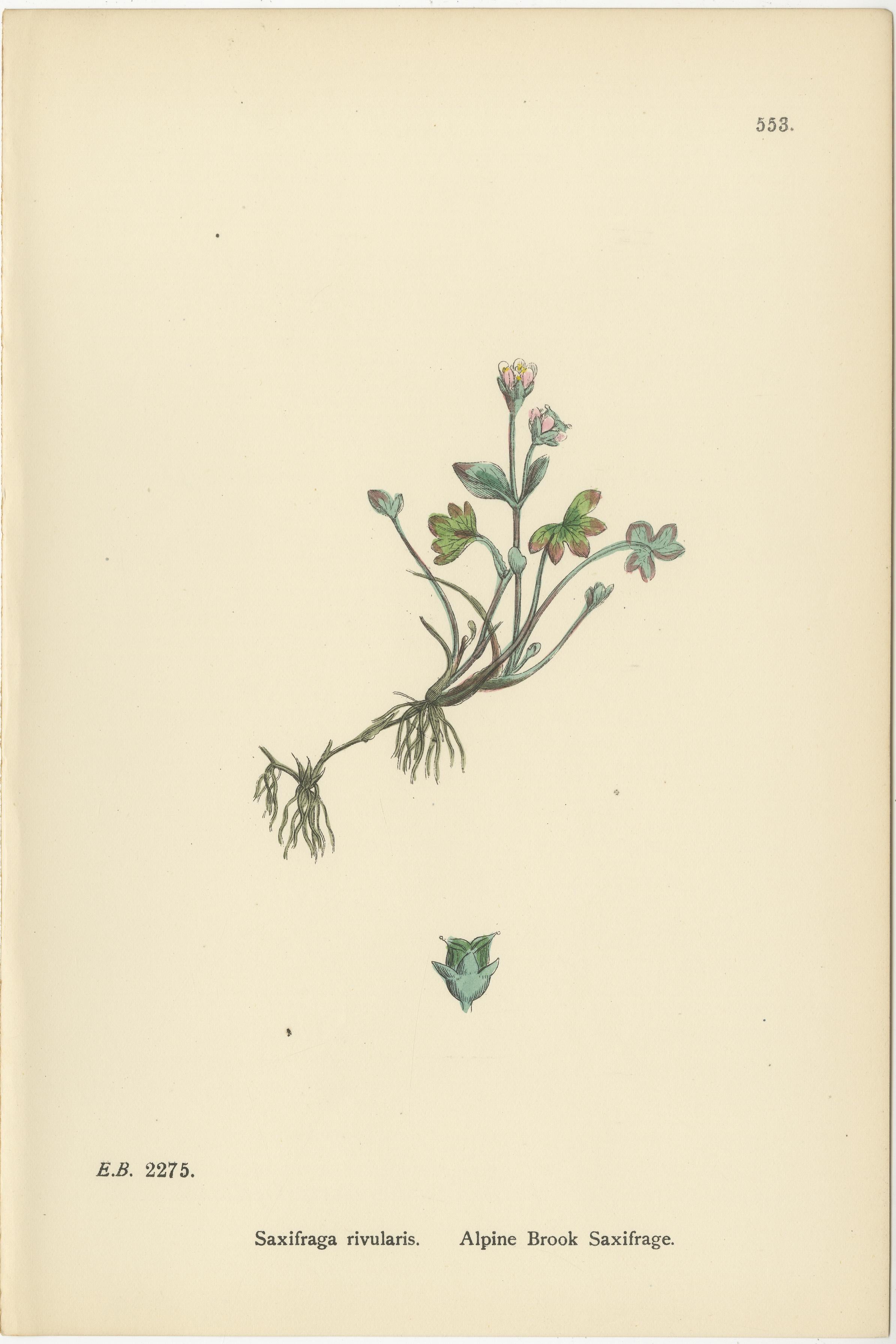 Hand-Colored Botanical Engravings of Yellow and Alpine Saxifrages, 1902