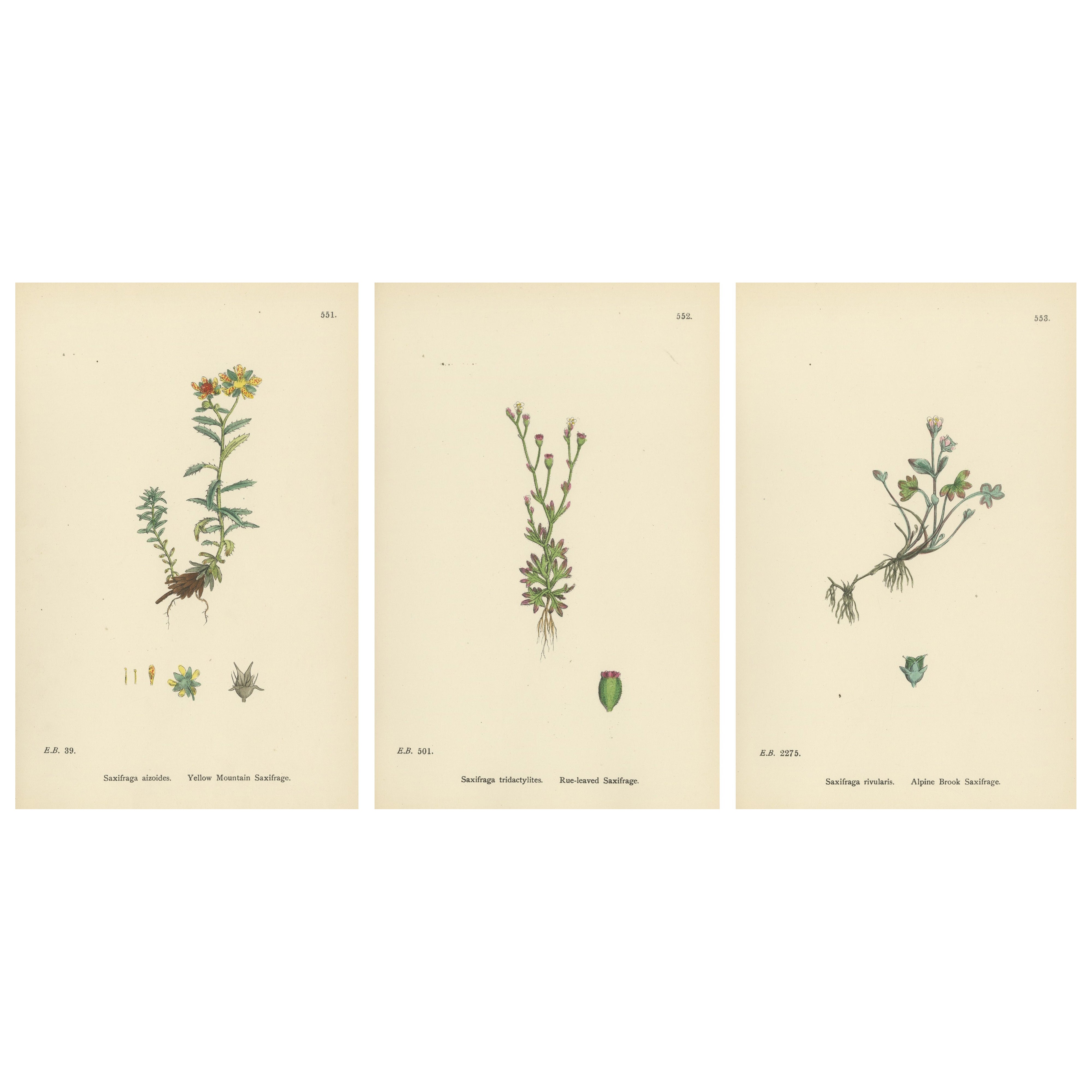 Handkolorierte botanische Kupferstiche von gelben und alpinen Saxifrages, 1902