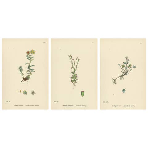 Hand-Colored Botanical Engravings of Yellow and Alpine Saxifrages, 1902