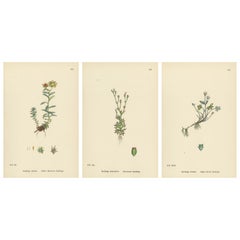 Hand-Colored Botanical Engravings of Yellow and Alpine Saxifrages, 1902