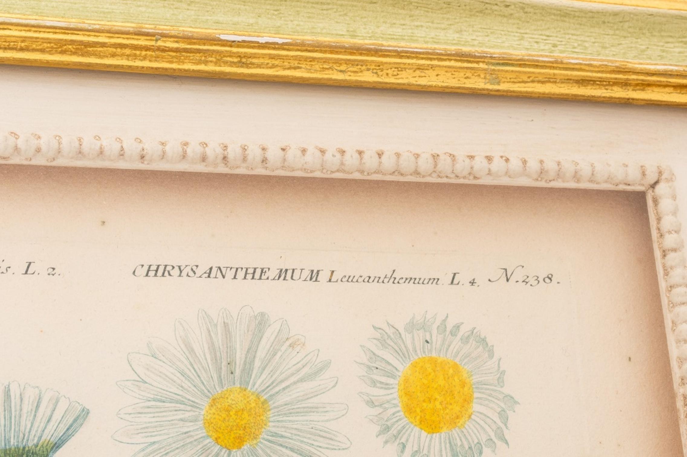Hand-Colored Botanical Engravings on Laid Paper, Pair 5