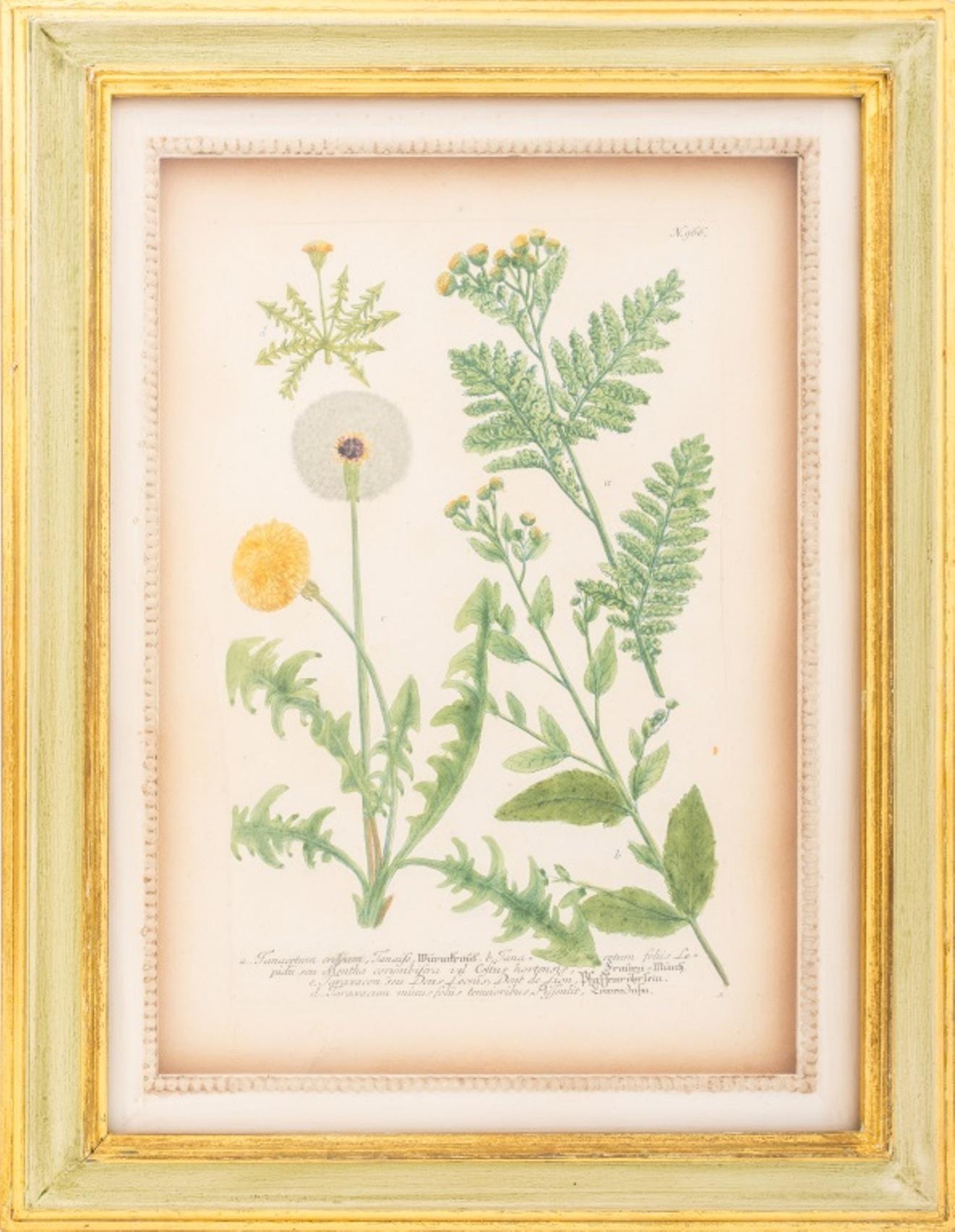 Johann Wilheilm Weinmann (German, 1683 - 1741), two hand-colored botanical engravings, from the 