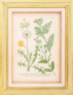 Hand-Colored Botanical Engravings on Laid Paper, Pair