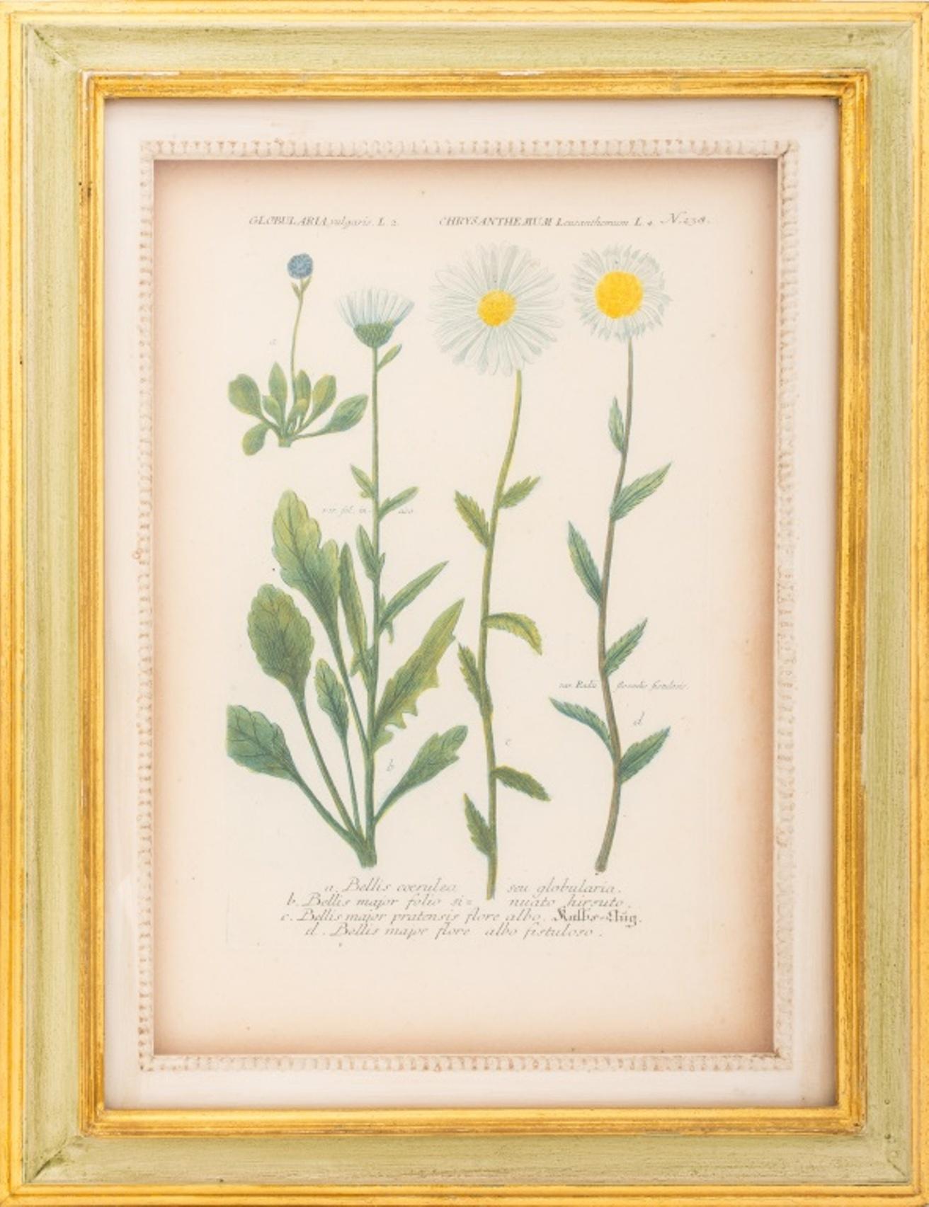 Hand-Colored Botanical Engravings on Laid Paper, Pair 1