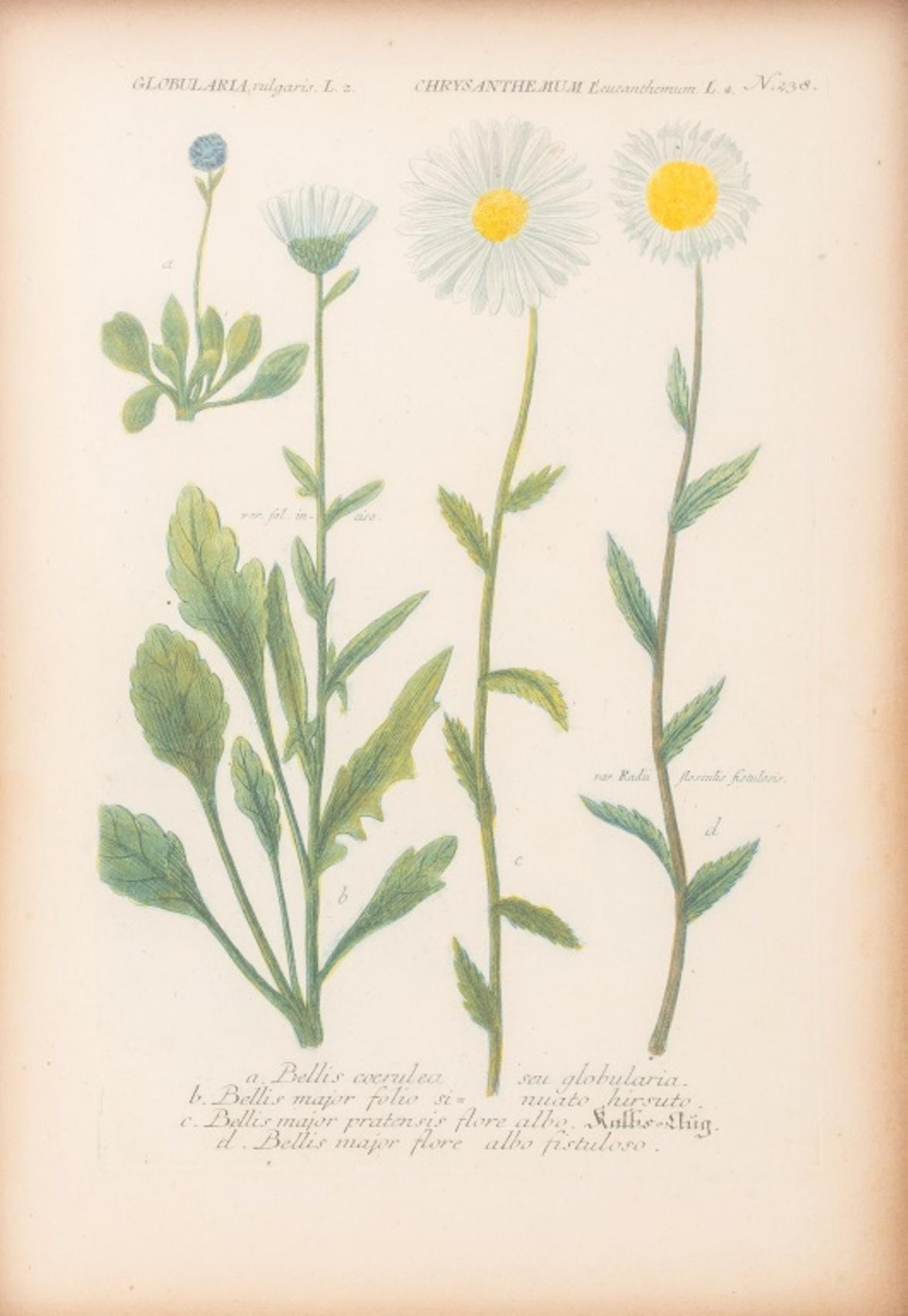 Hand-Colored Botanical Engravings on Laid Paper, Pair 2