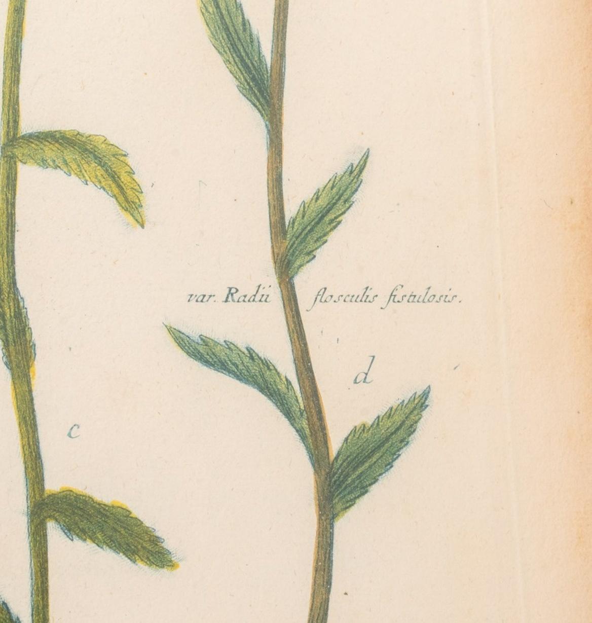Hand-Colored Botanical Engravings on Laid Paper, Pair 3