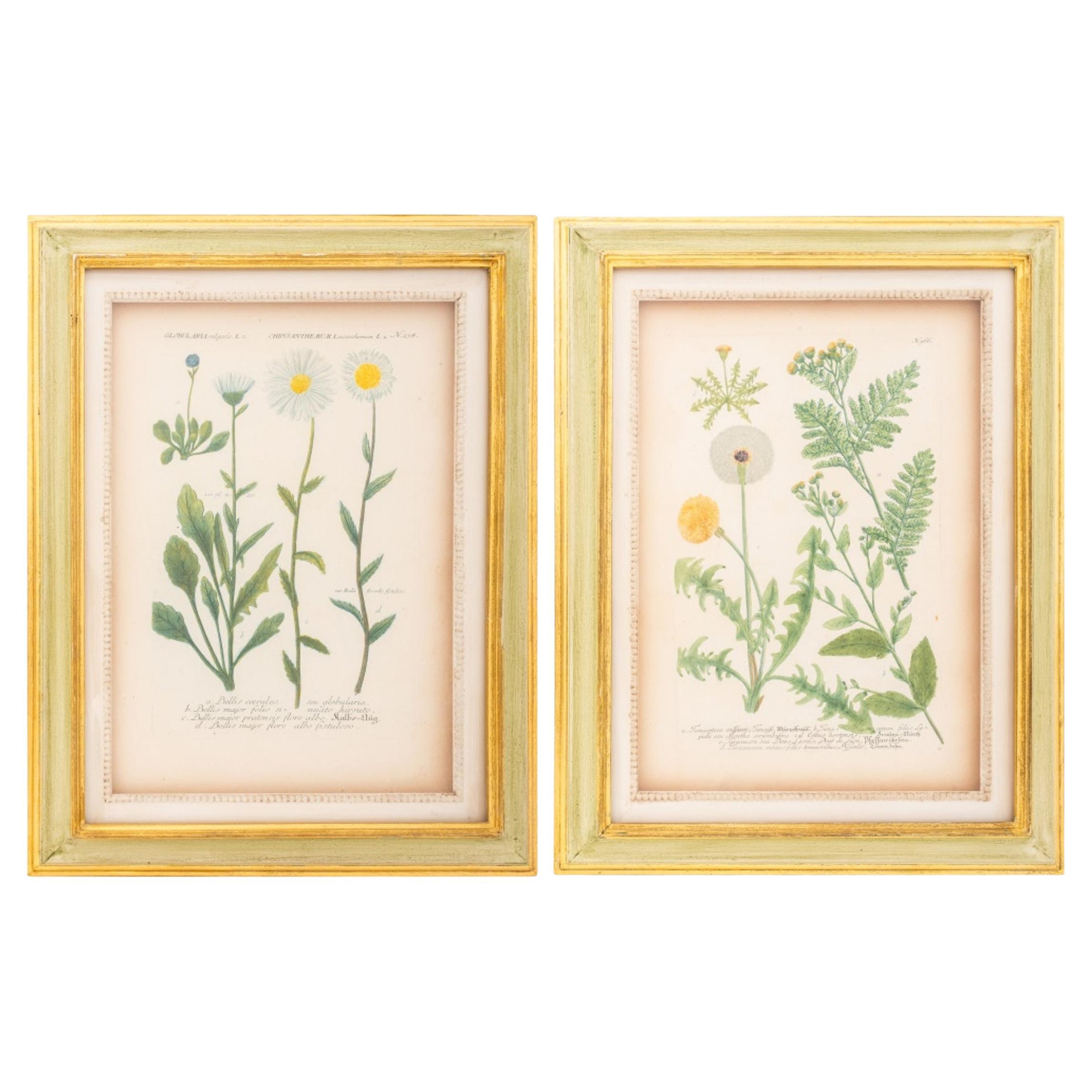Hand-Colored Botanical Engravings on Laid Paper, Pair