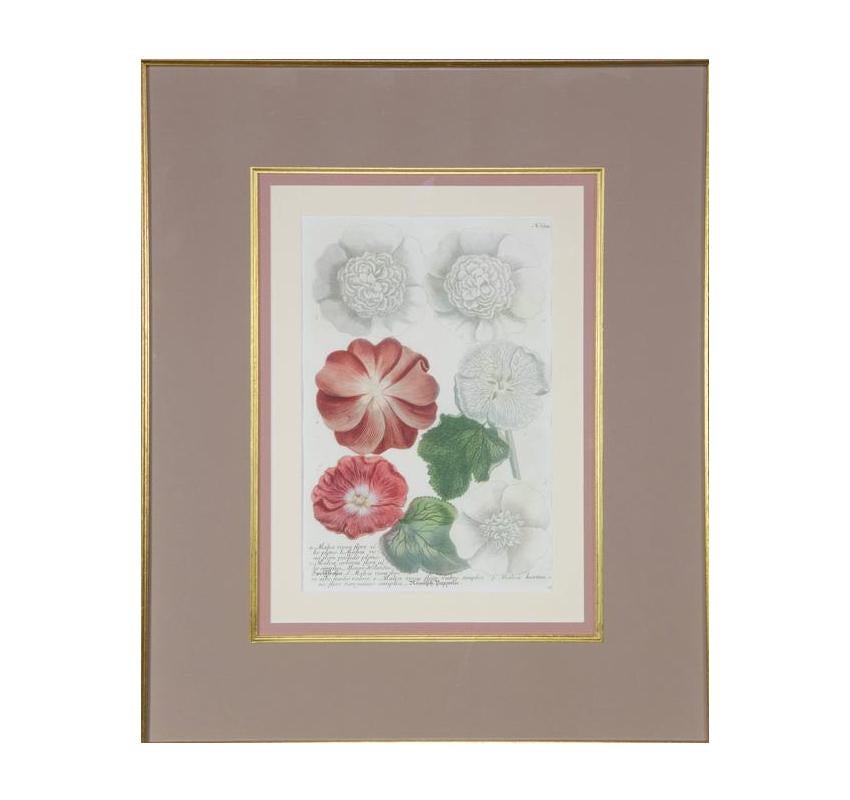 Renaissance Hand-Colored Botanical Floral Framed Art Print Estate Find