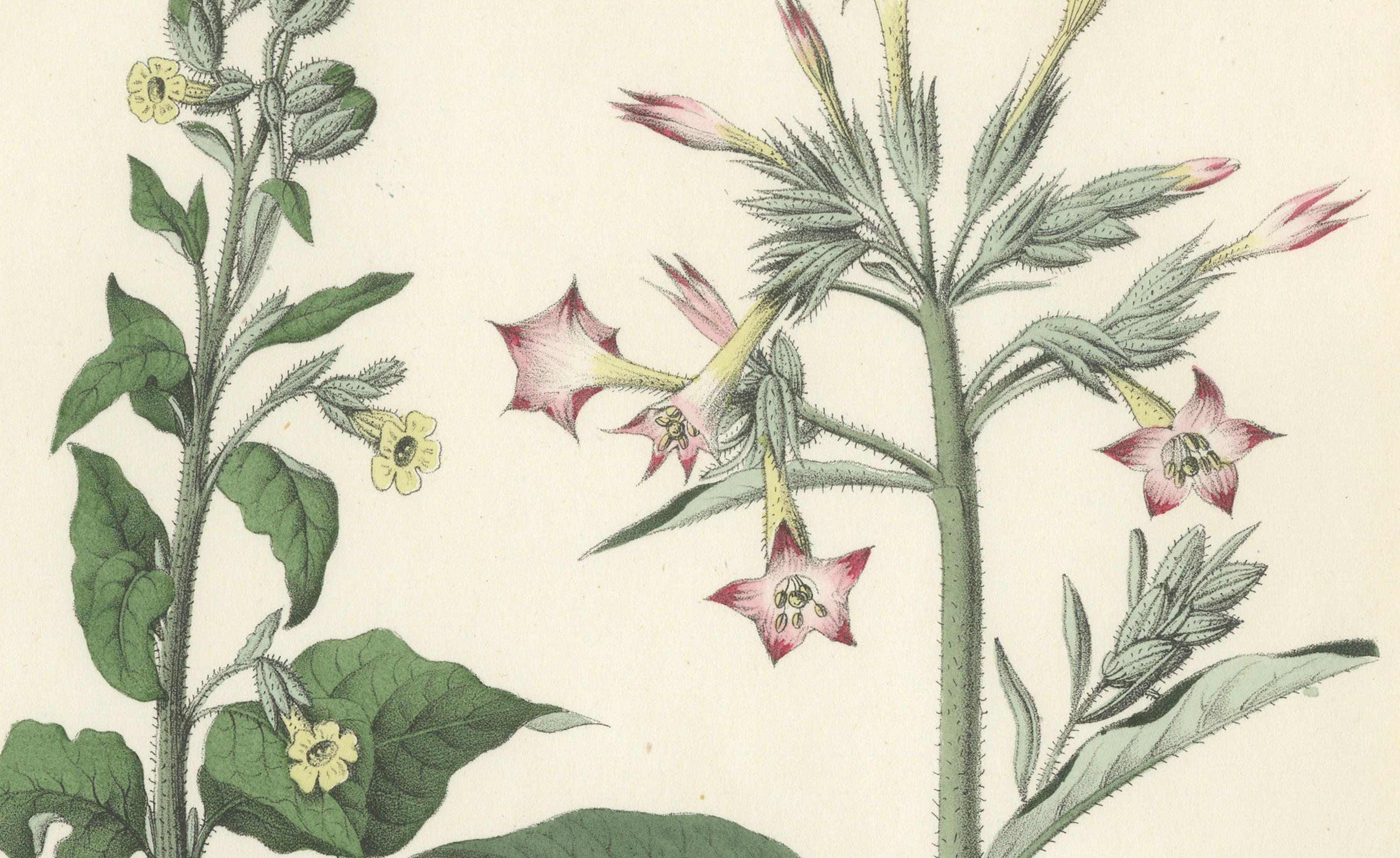Hand-Colored Botanical Lithograph of Nicotiana Tabacum and Nicotiana Rustica, 1854  
  
This striking hand-colored botanical lithograph is from Carl Georg Calwer’s 'Deutschlands Technische Pflanzen' (1854), a seminal work on Germany’s technical