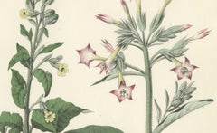 Hand-Colored Botanical Litho of Nicotiana Tabacum and Nicotiana Rustica, 1854