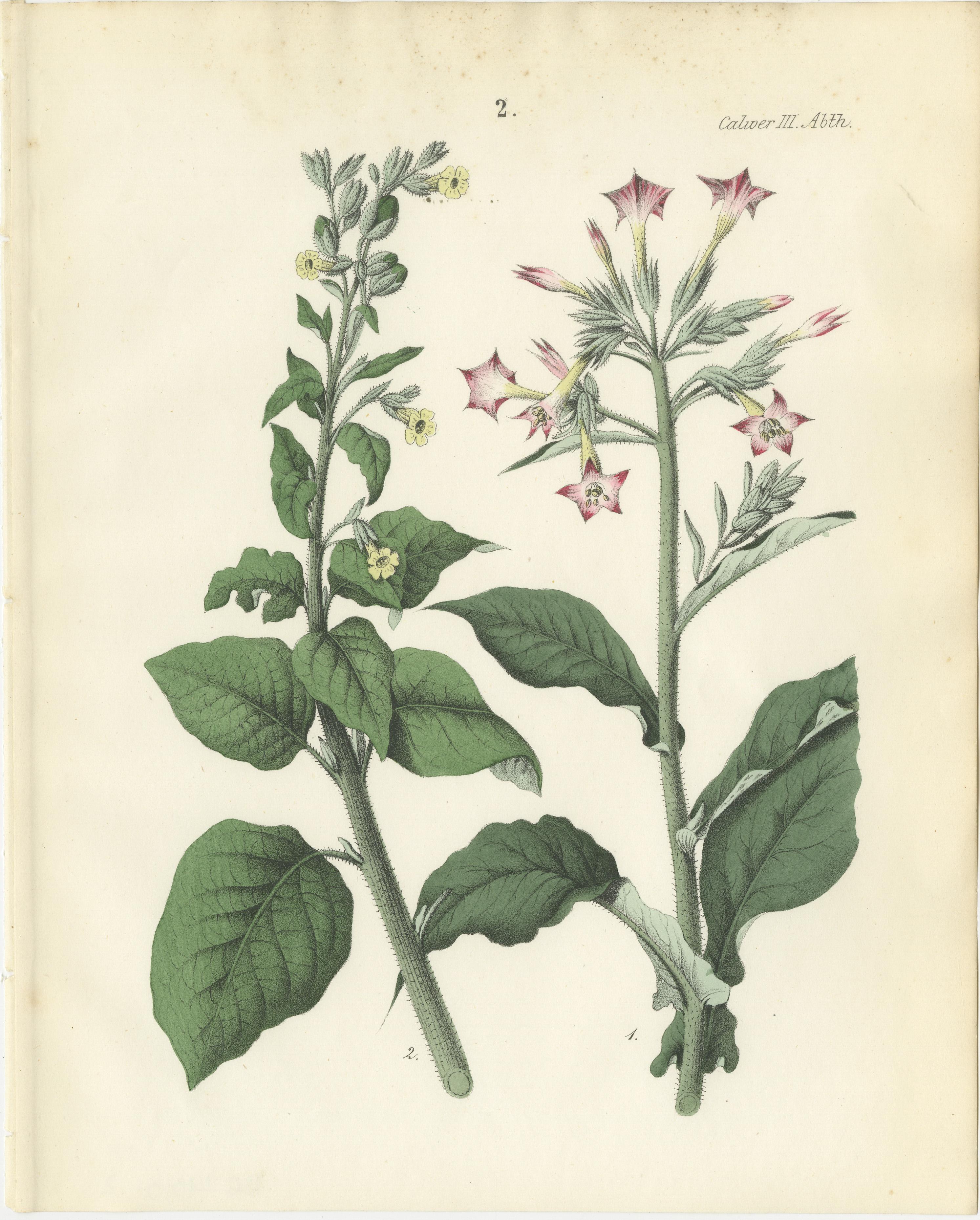 Hand-Colored Botanical Litho of Nicotiana Tabacum and Nicotiana Rustica, 1854 In Good Condition For Sale In Langweer, NL