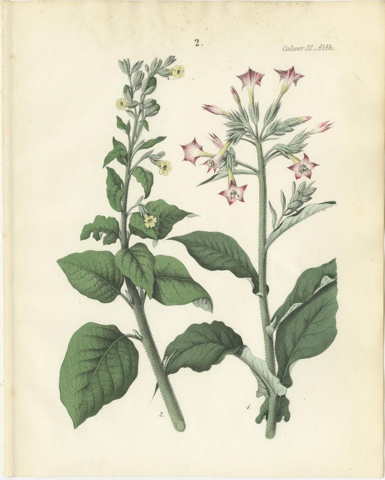 british american tobacco limited Logo British American Tobacco Brand Bat Indonesia Tbk PT, classical  european certificate, leaf, text png