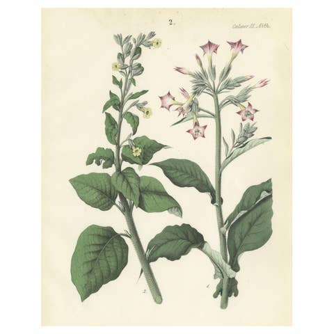 Hand-Colored Botanical Litho of Nicotiana Tabacum and Nicotiana Rustica, 1854