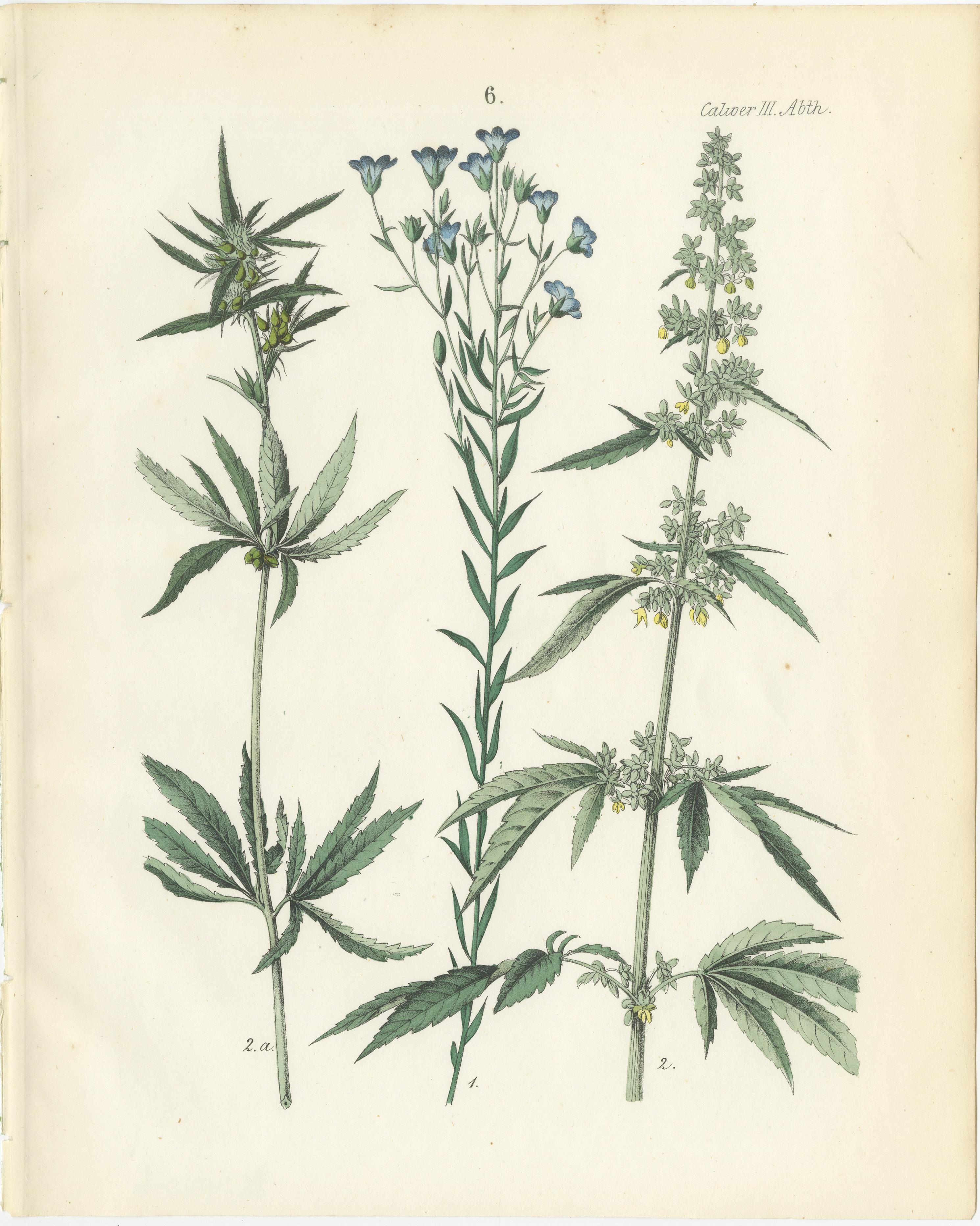 Handkolorierte botanische Lithographie von Saum, Flax und Horehound, Calwer, 1854  

Diese farbenfrohe botanische Lithografie stammt aus Carl Georg Calwers *Deutschlands Technische Pflanzen* (1854), einem bahnbrechenden Werk, das den technischen und