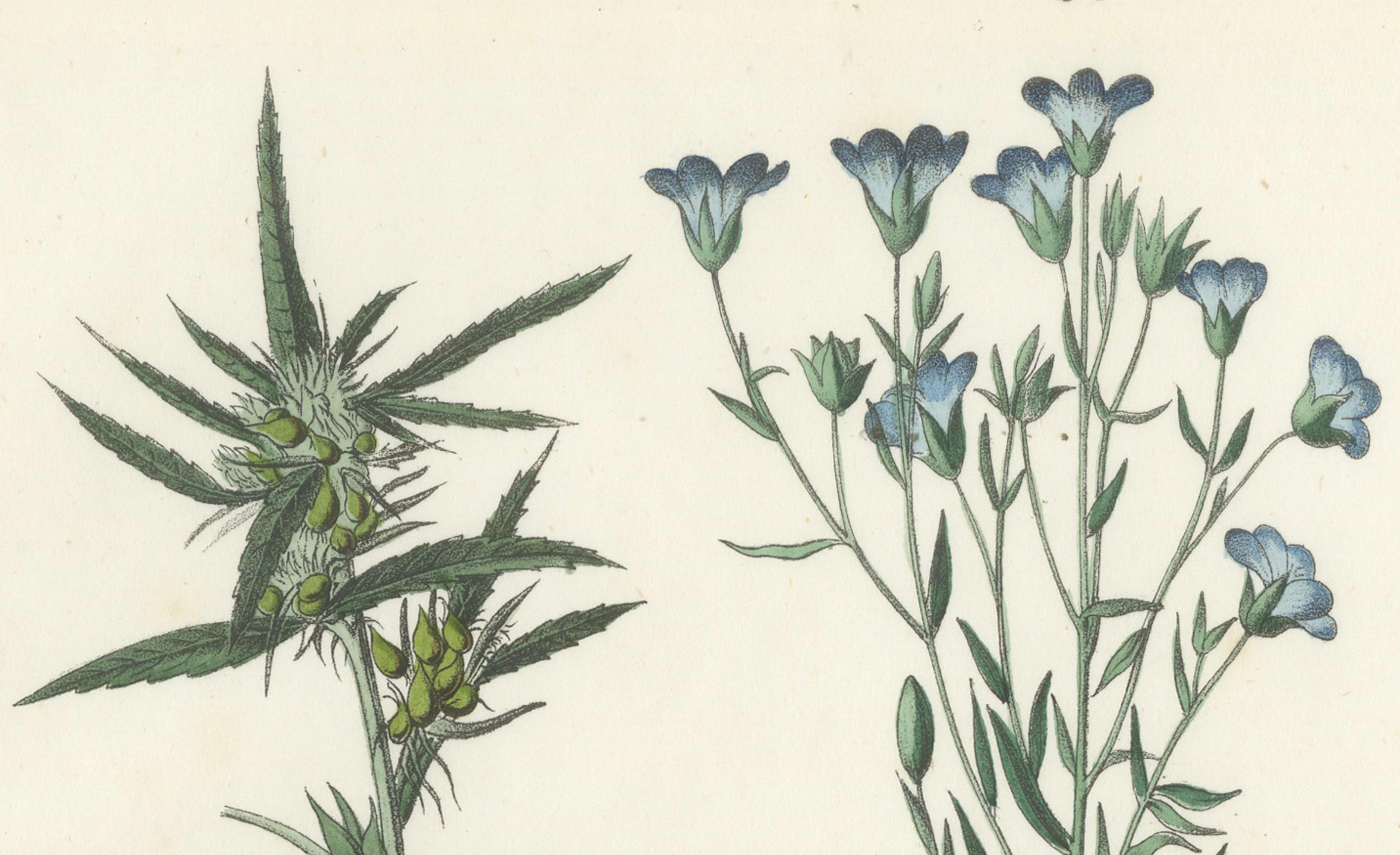 Handkolorierte botanische Lithographie von Saum, Flax und Horehound, Calwer, 1854 (Graviert) im Angebot