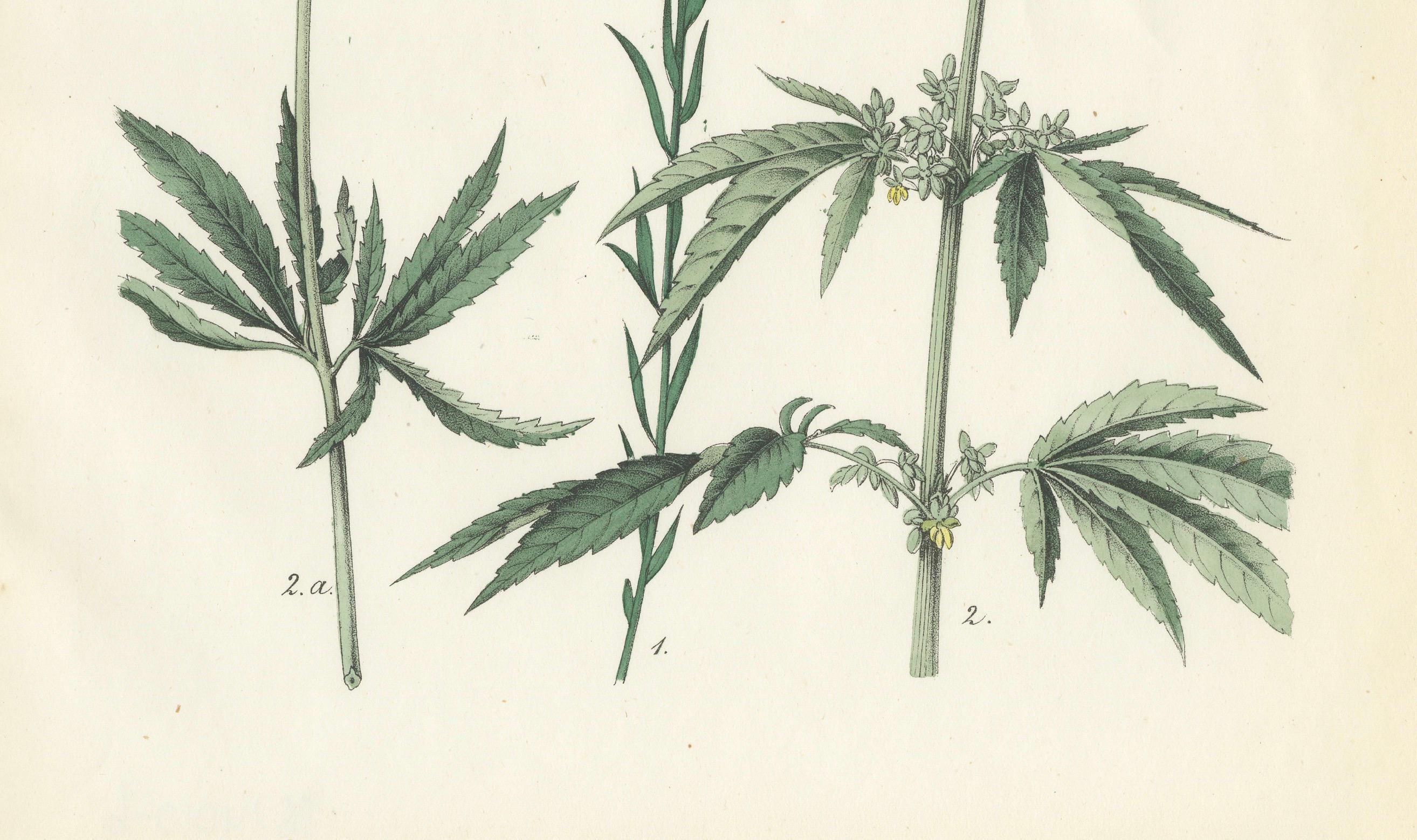 Handkolorierte botanische Lithographie von Saum, Flax und Horehound, Calwer, 1854 im Zustand „Gut“ im Angebot in Langweer, NL