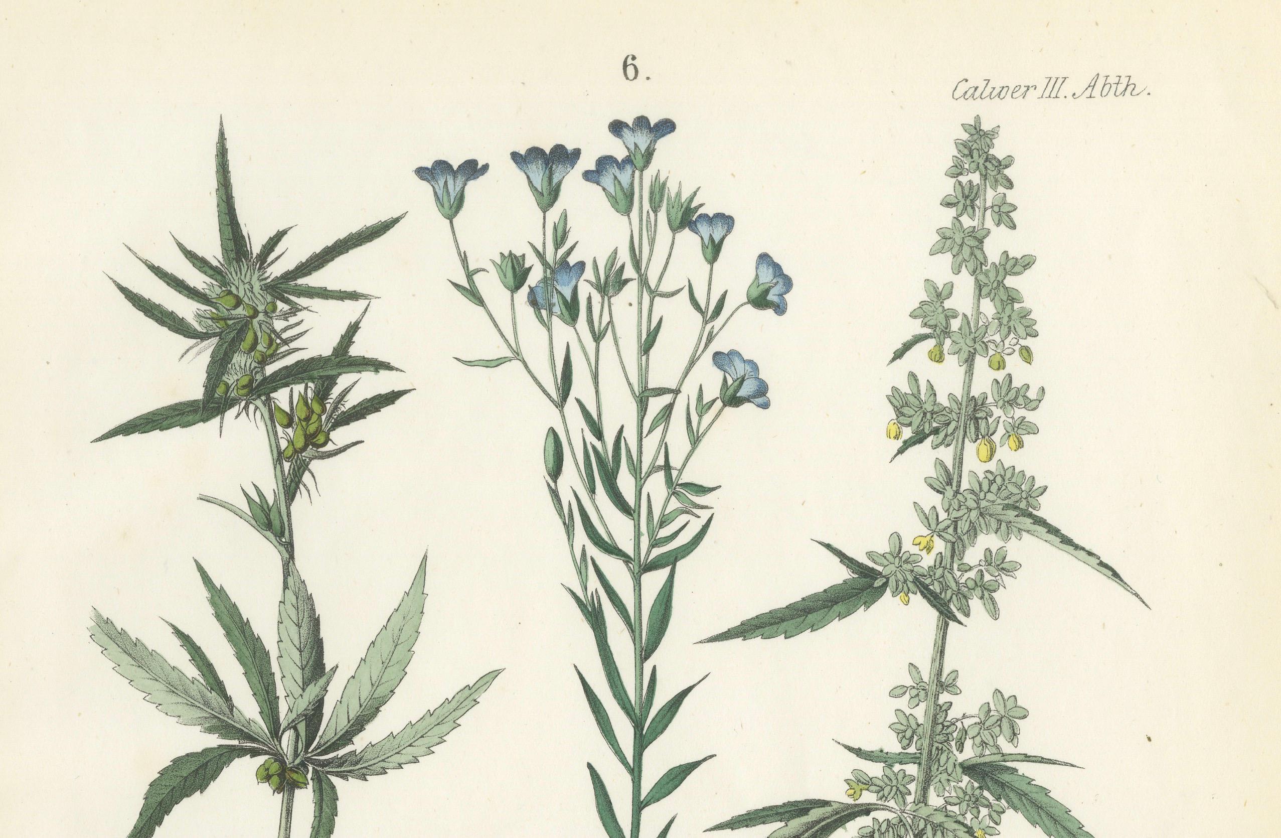 Handkolorierte botanische Lithographie von Saum, Flax und Horehound, Calwer, 1854 (Mittleres 19. Jahrhundert) im Angebot