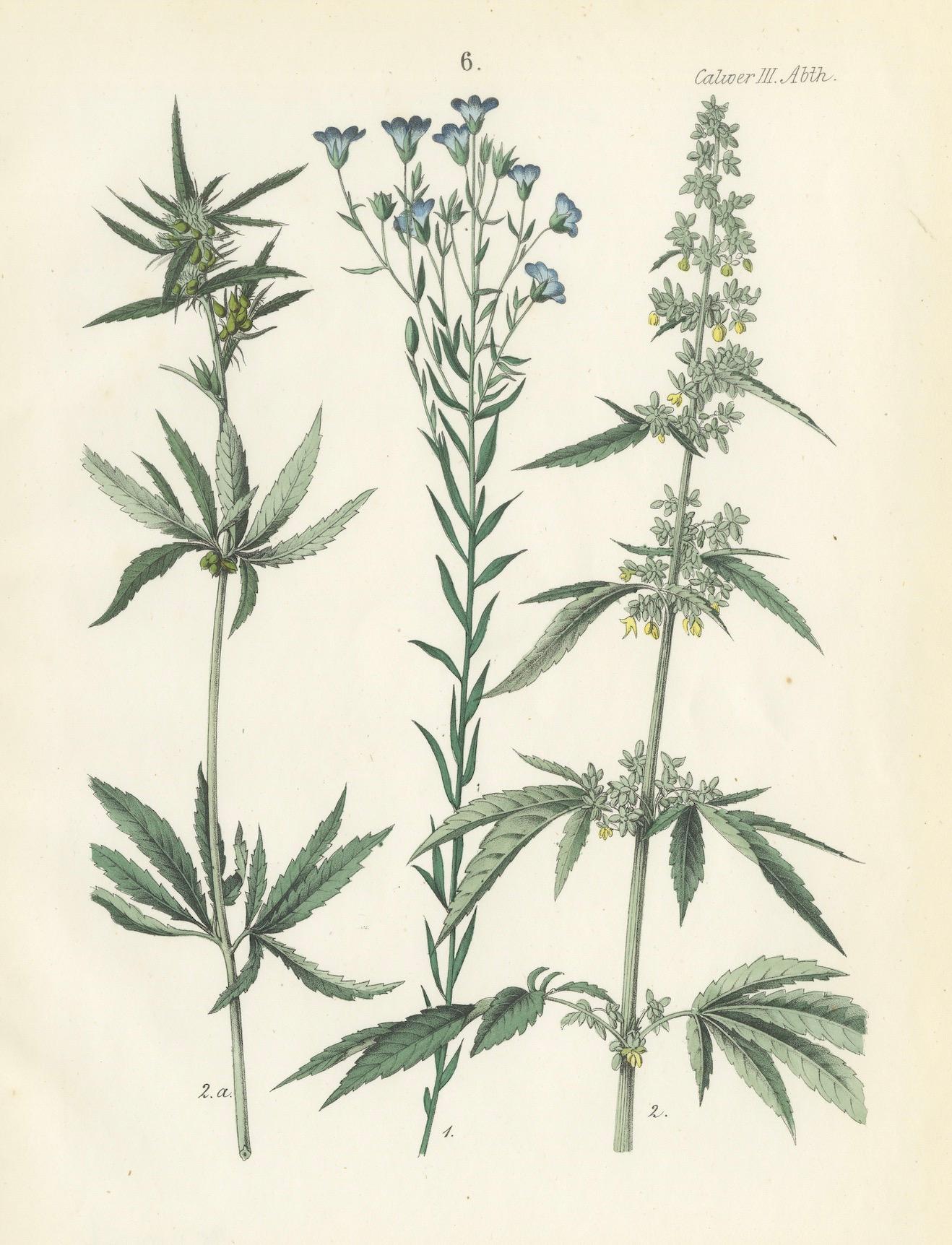 Handkolorierte botanische Lithographie von Saum, Flax und Horehound, Calwer, 1854 (Papier) im Angebot