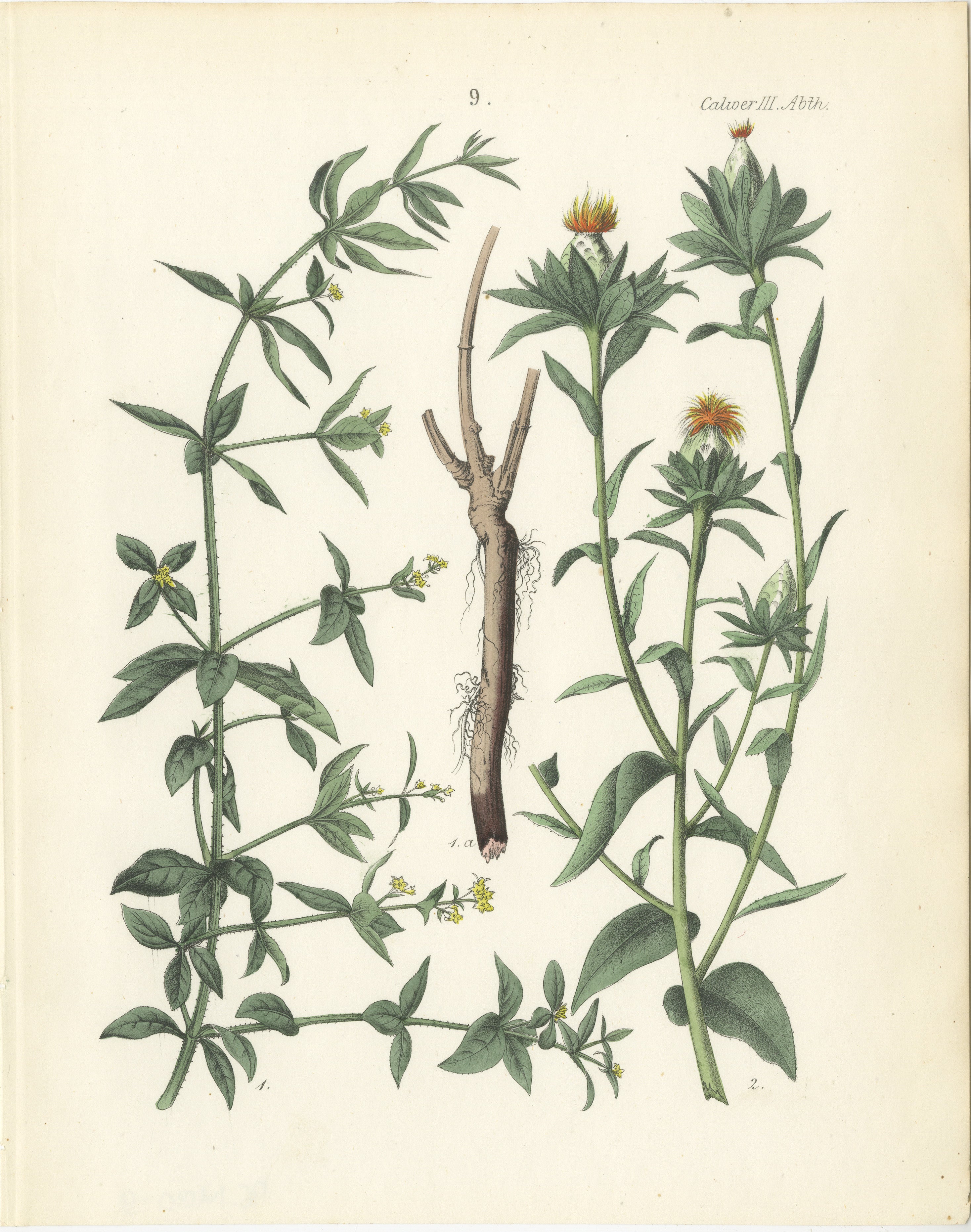 Handkolorierte botanische Lithographie von Madder und Safflower, Calwer, 1854  

Diese detaillierte botanische Lithographie stammt aus Carl Georg Calwers *Deutschlands Technische Pflanzen* (1854), einem klassischen Werk über die technischen und