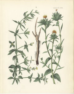 Hand-Colored Botanical Lithograph of Madder and Safflower, 1854