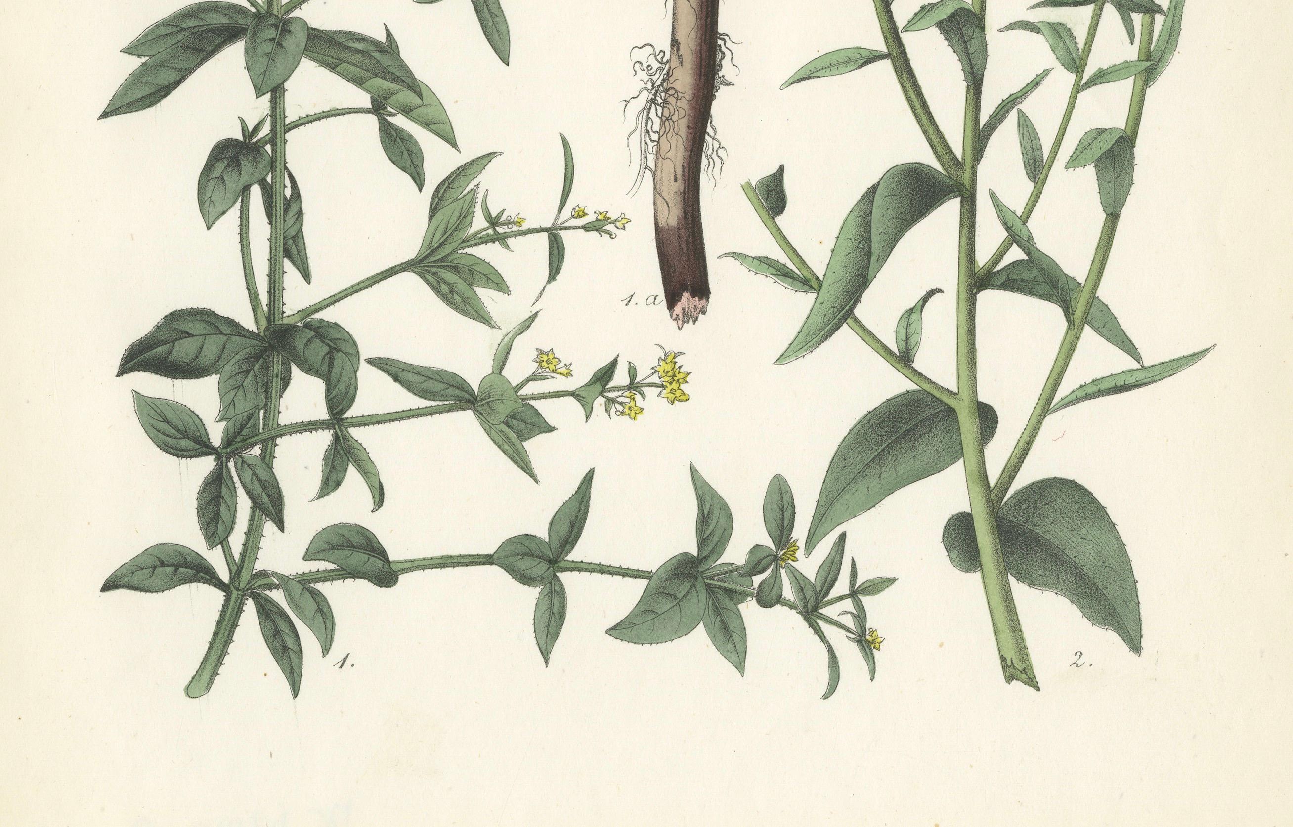 Handkolorierte botanische Lithographie von Madder und Safflower, Calwer, 1854 (Graviert) im Angebot