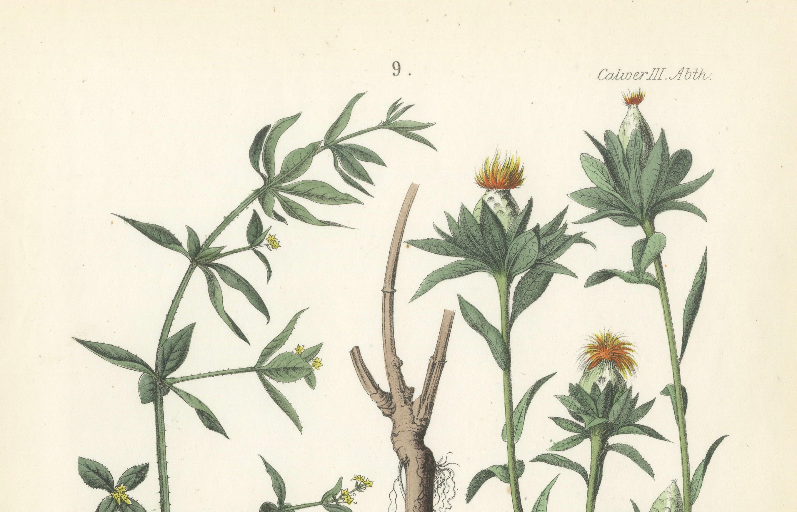 Handkolorierte botanische Lithographie von Madder und Safflower, Calwer, 1854 im Zustand „Gut“ im Angebot in Langweer, NL