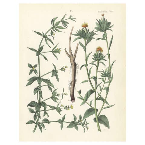 Hand-Colored Botanical Lithograph of Madder and Safflower, 1854