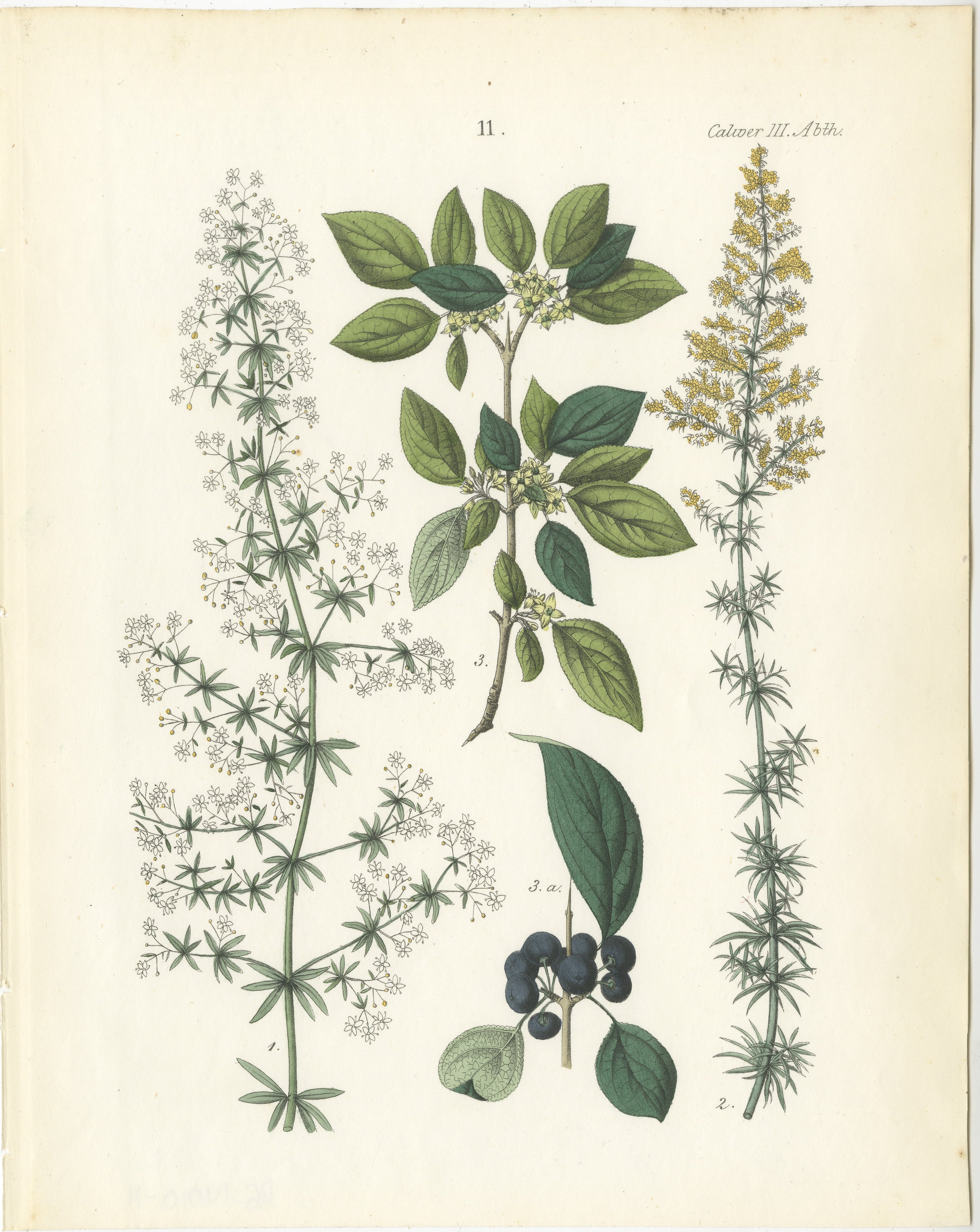 Handkolorierte botanische Lithographie von Krapp, Kreuzdorn und Cleaver, Calwer, 1854  
 
Diese fein gearbeitete botanische Lithografie stammt aus Carl Georg Calwers *Deutschlands Technische Pflanzen* (1854), einem renommierten Werk, das der