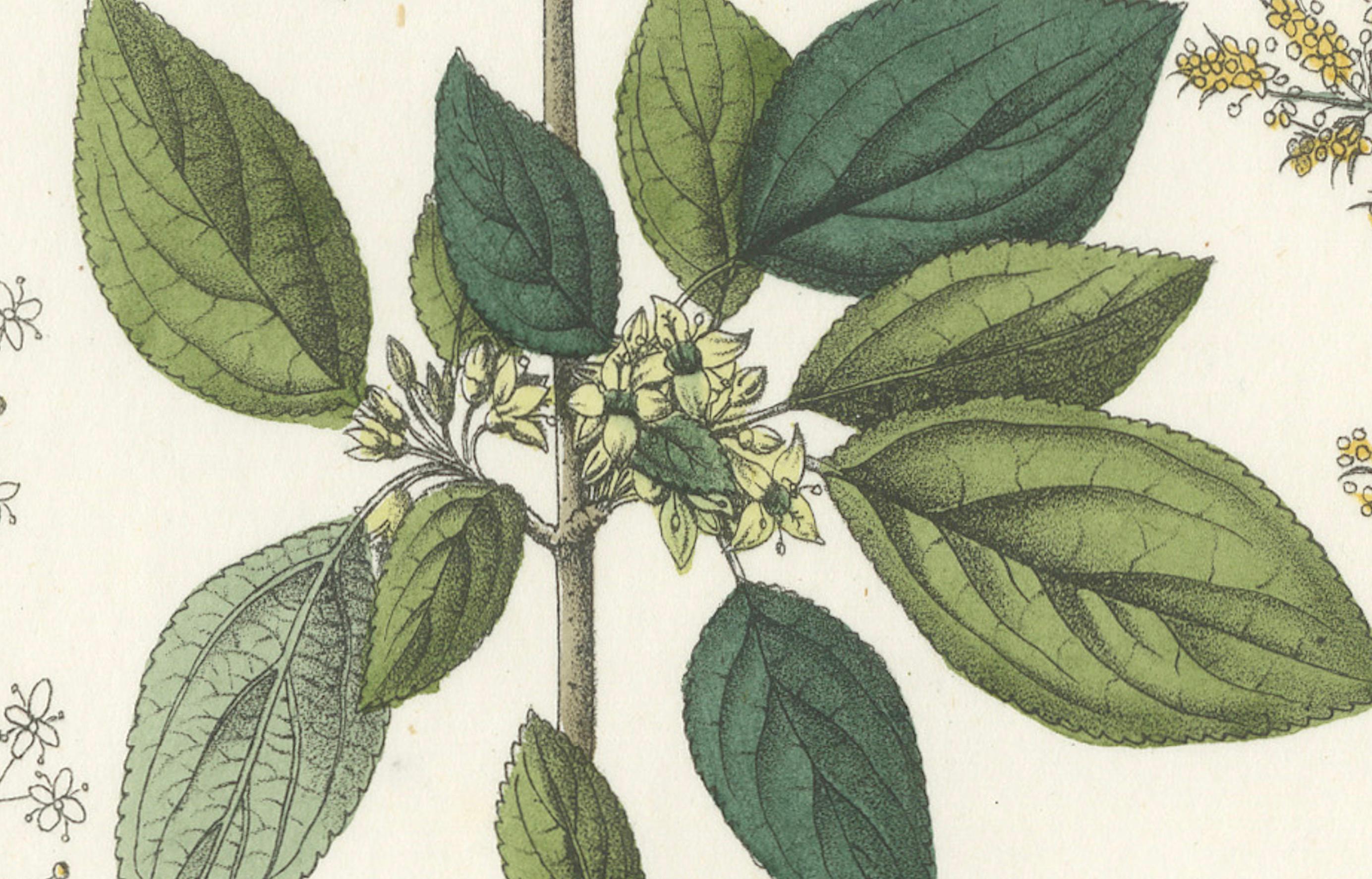 Handkolorierte botanische Lithographie von Madder, Buckthorn, Kleeblättern, 1854 (Graviert) im Angebot