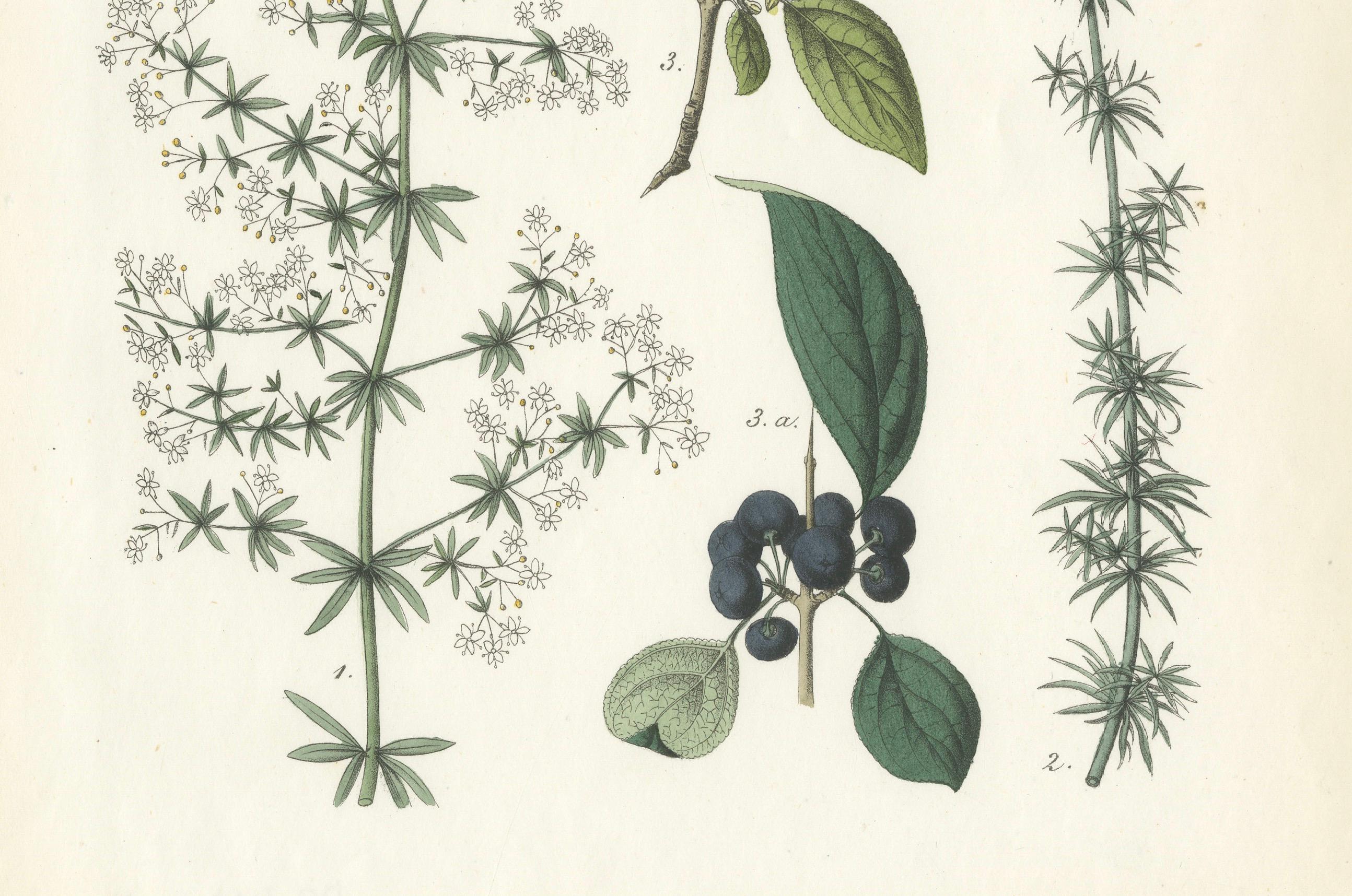 Handkolorierte botanische Lithographie von Madder, Buckthorn, Kleeblättern, 1854 im Zustand „Gut“ im Angebot in Langweer, NL