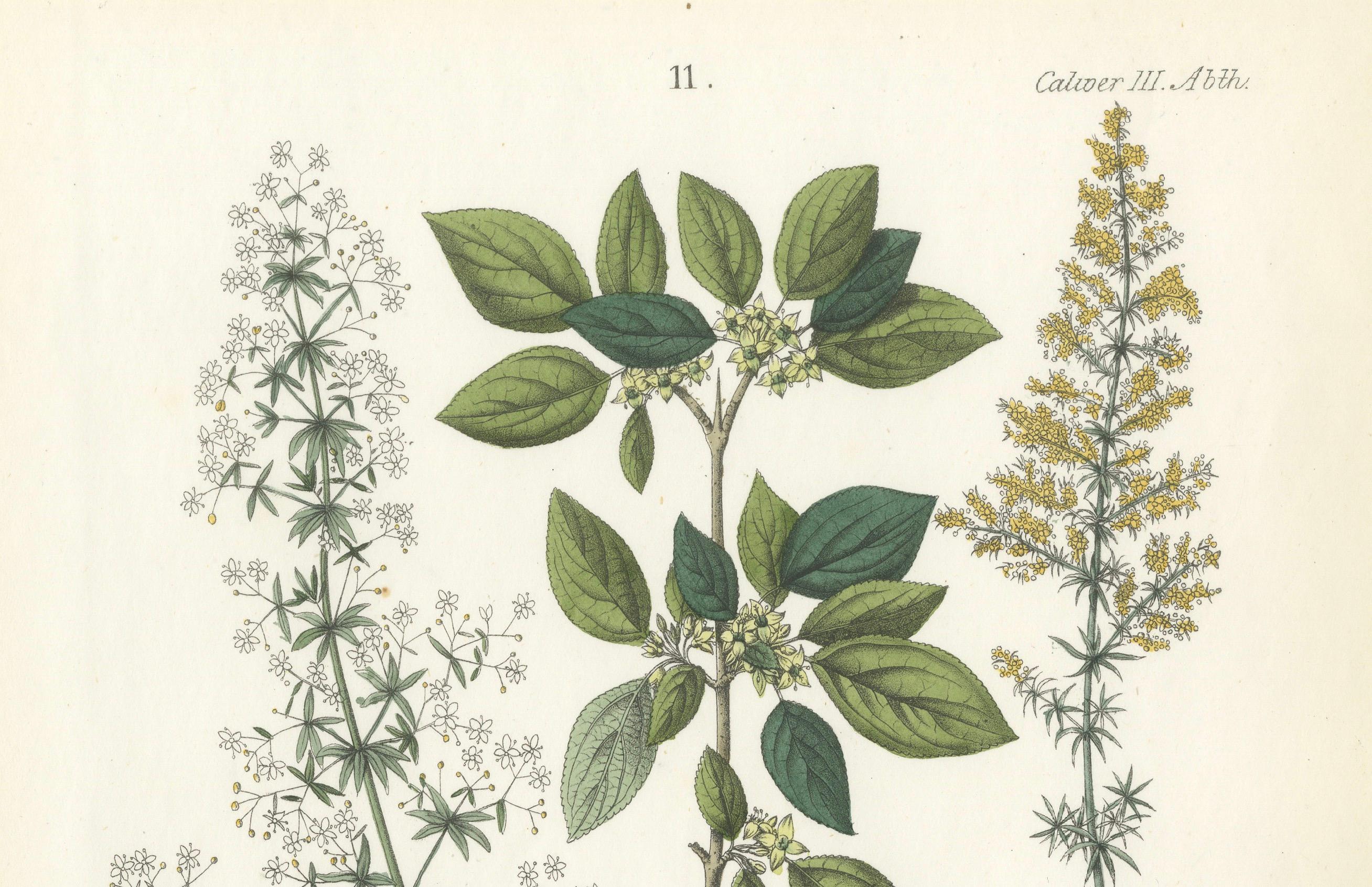 Handkolorierte botanische Lithographie von Madder, Buckthorn, Kleeblättern, 1854 (Mittleres 19. Jahrhundert) im Angebot